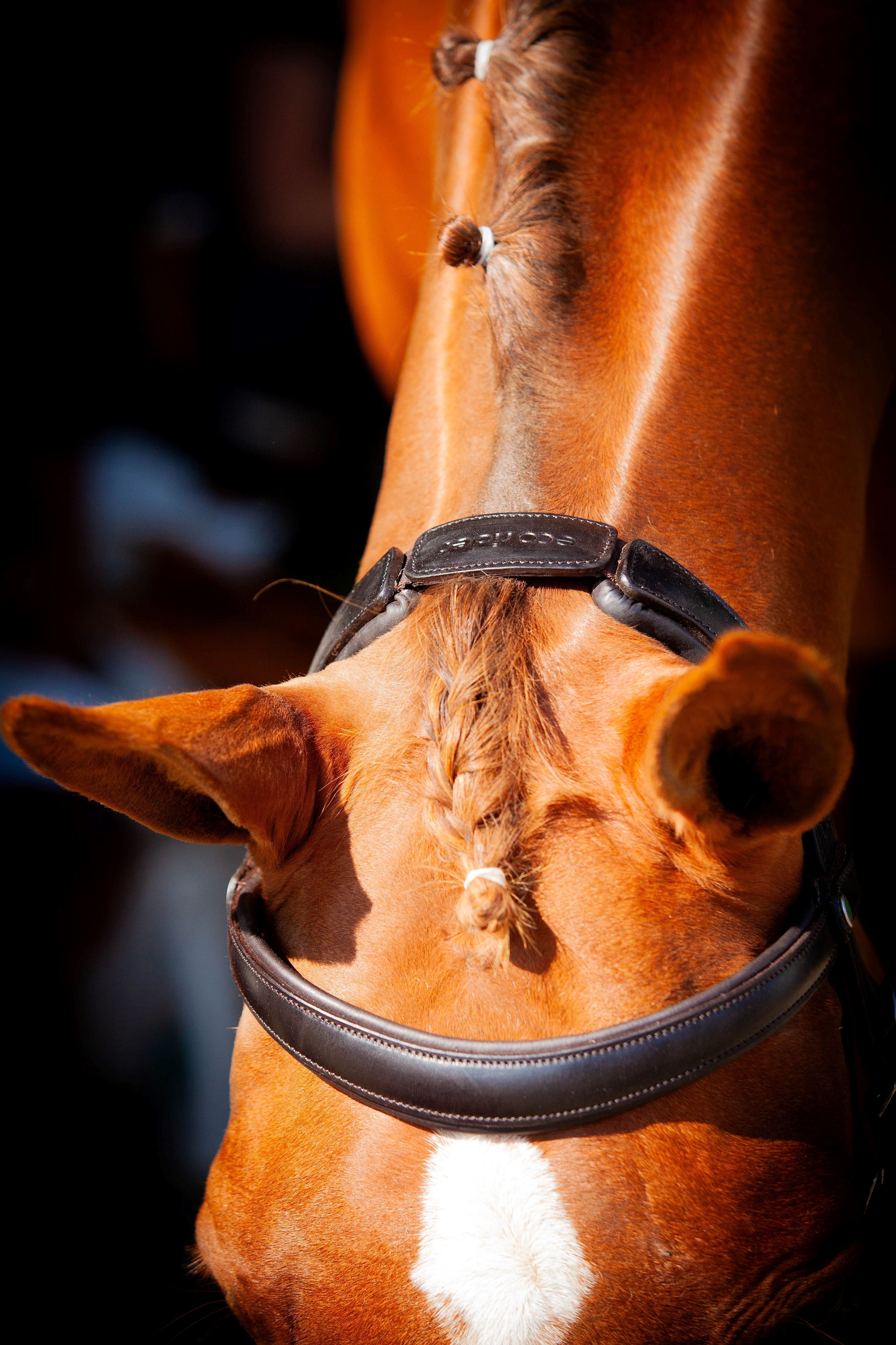 Ecorider Claddagh Bridle