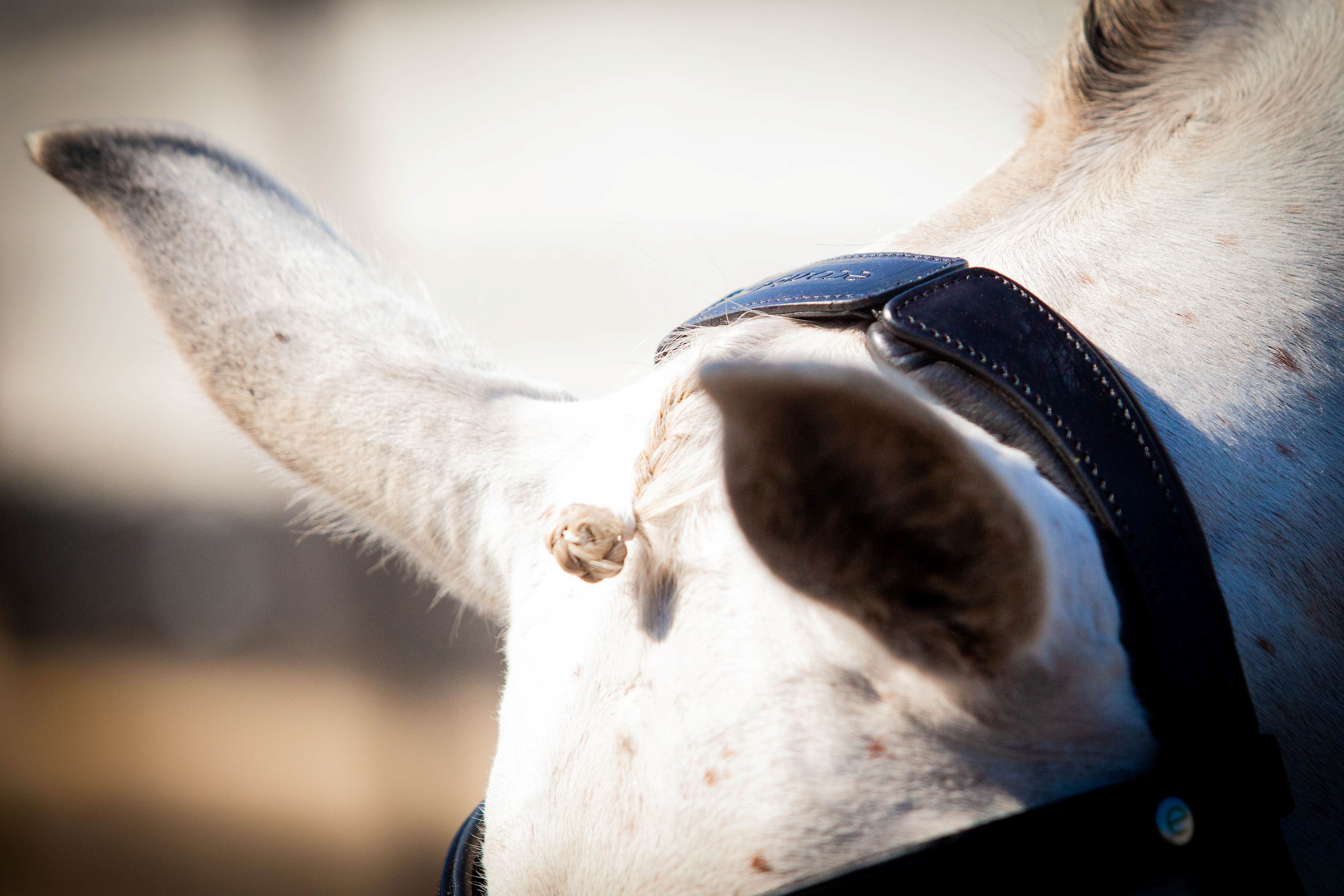 Ecorider Claddagh Bridle
