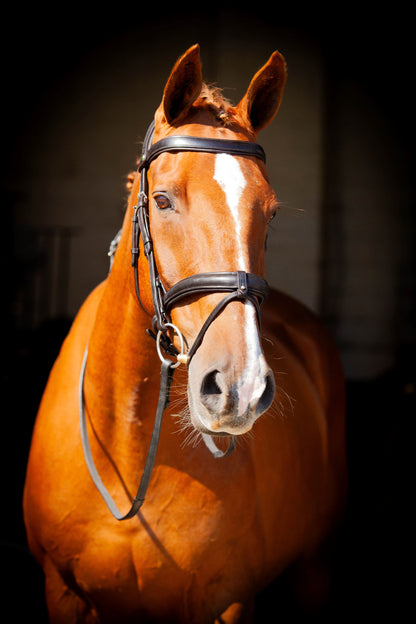 Ecorider Claddagh Bridle