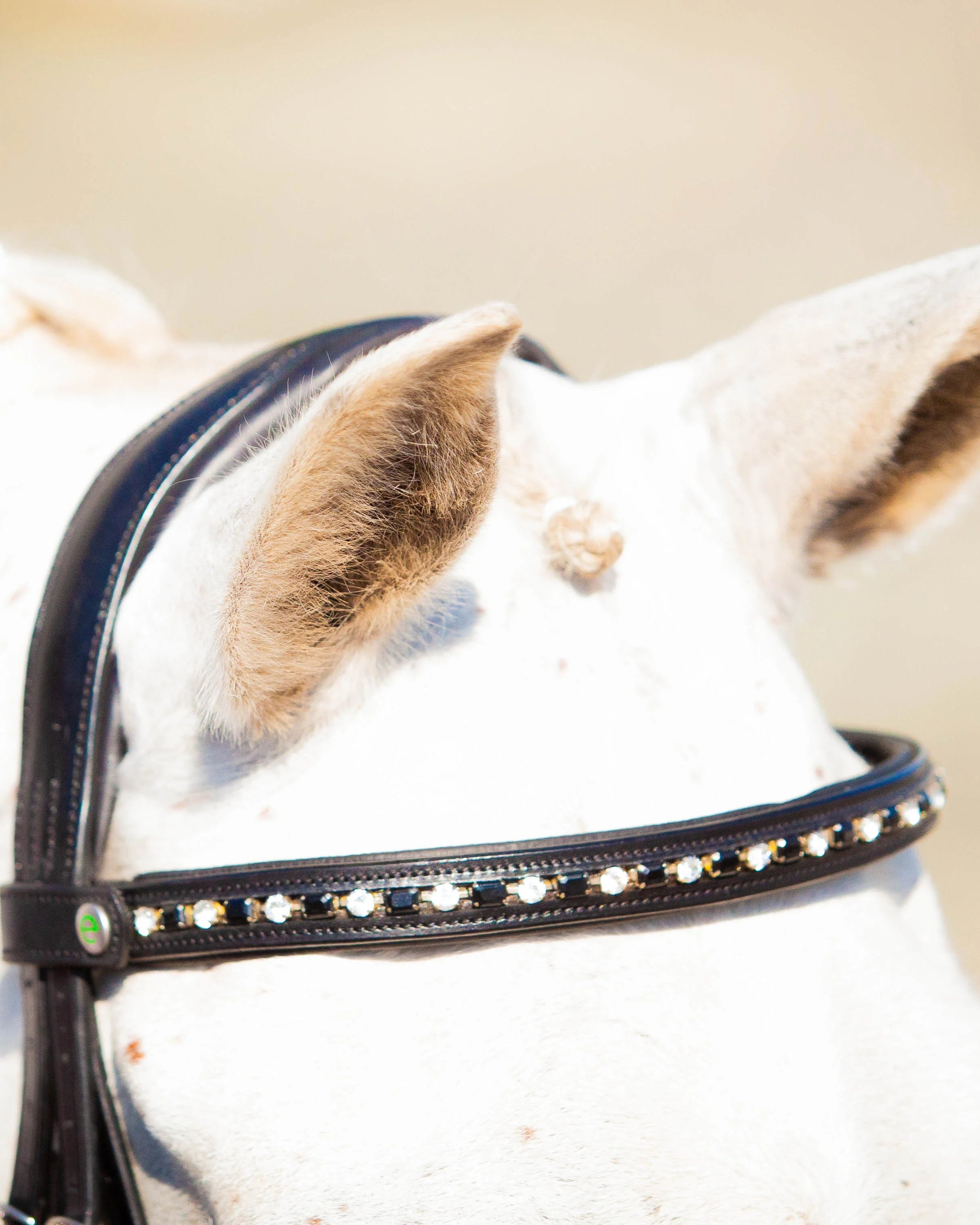 ECORIDER NOUVEAU Black Browband with Diamantes for Horses | Equiflair