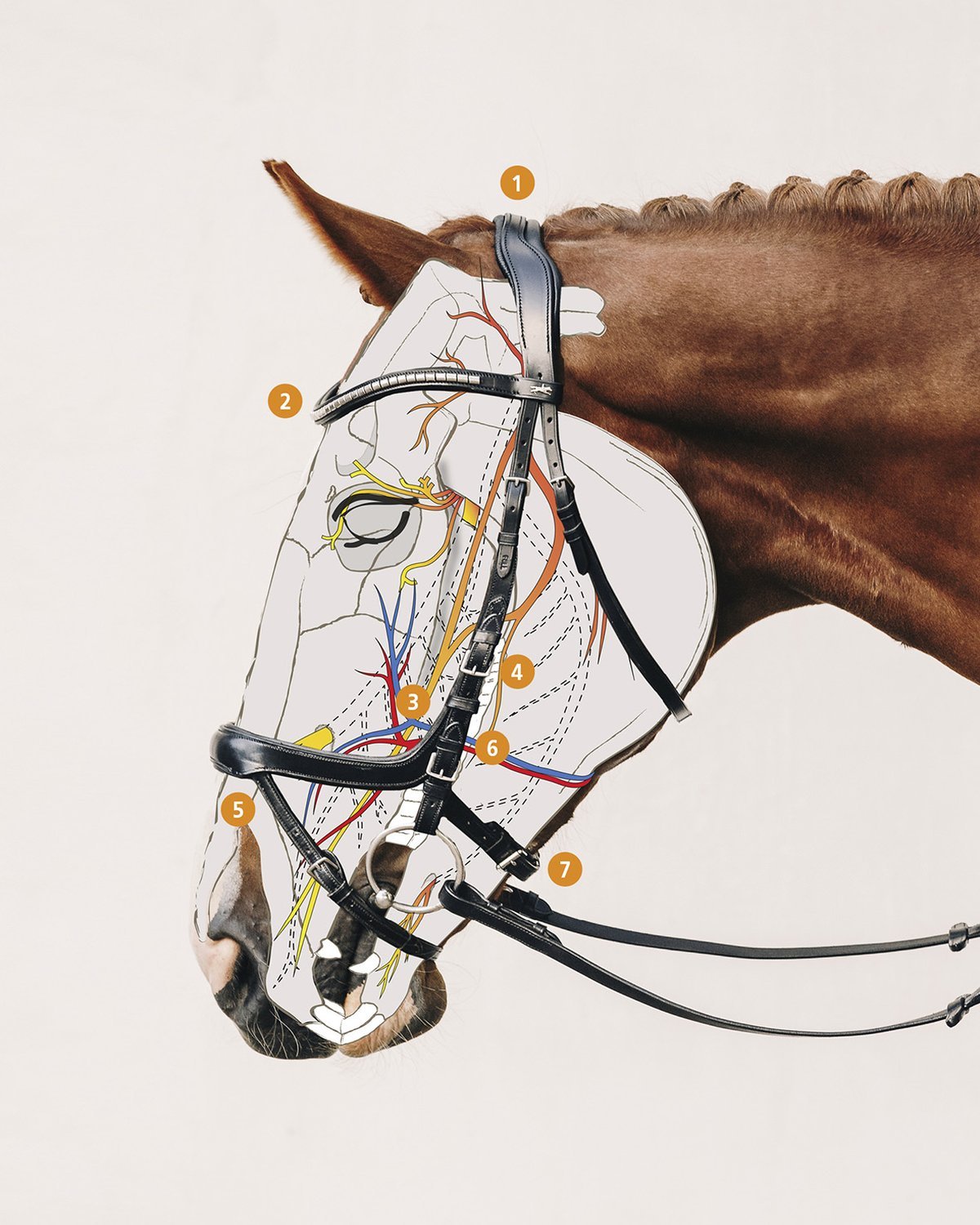 Schockemohle Equitus Omega Anatomic Bridle Espresso/Silver | Equiflair