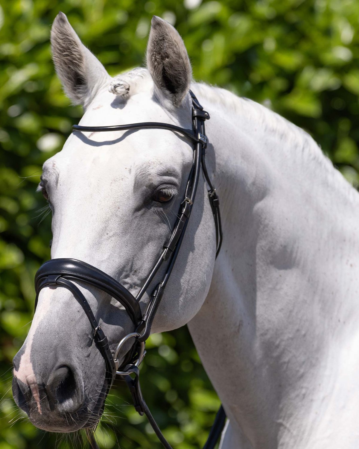 Premier Equine Finetti Rolled Leather Snaffle Bridle (Black) on a Gray Horse. Anatomical Design. Horse Tack by Equiflair