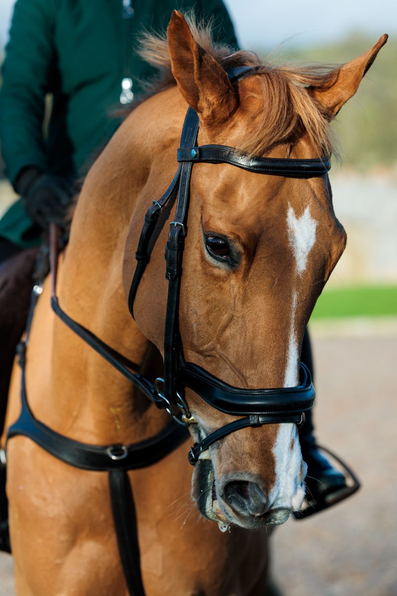 EcoRider SeamFree Anatomic Bridle Brown | Equiflair