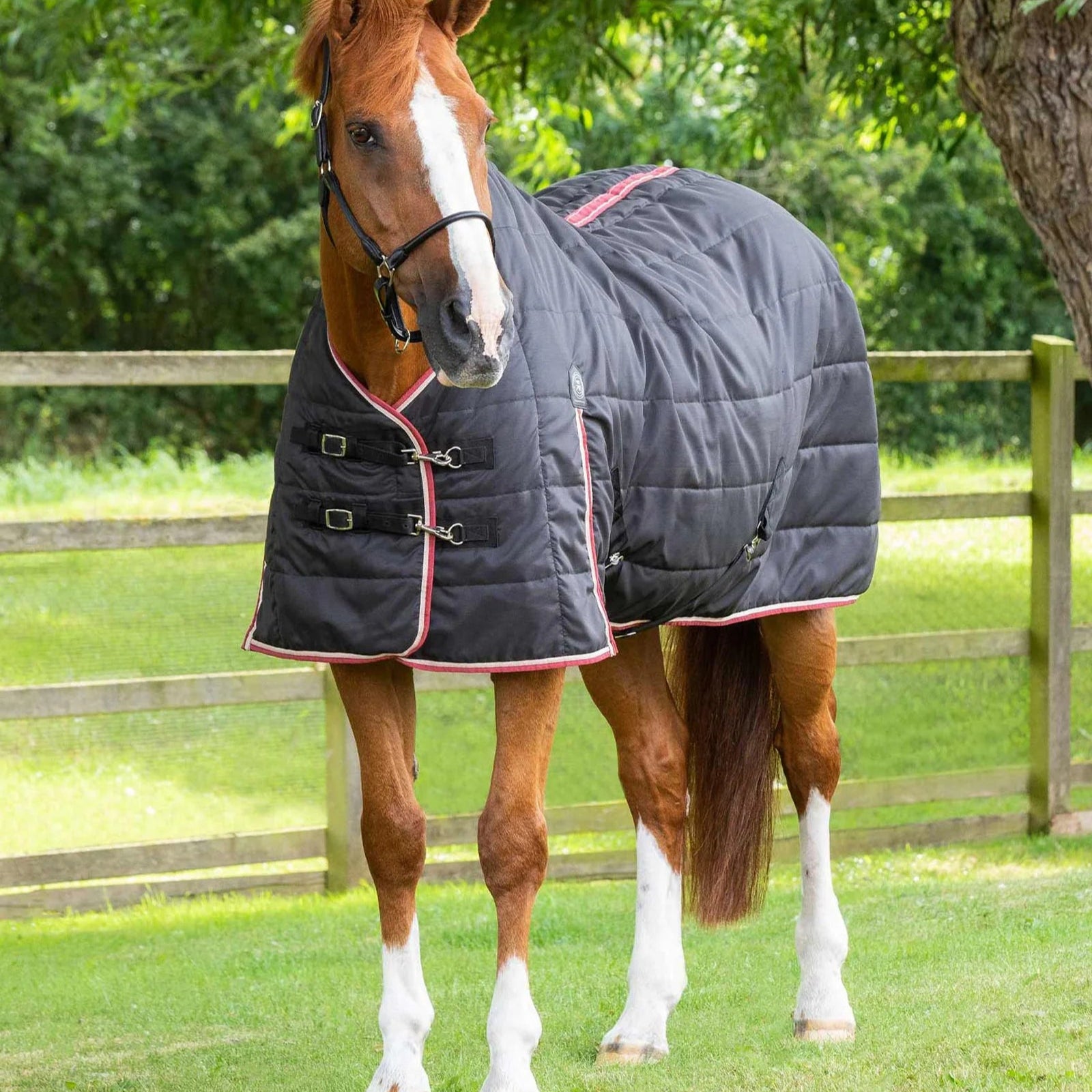 Black Premier Equine Garissa Stable Rug 100g on Horse | Lightweight, Breathable Quilted Horse Rug