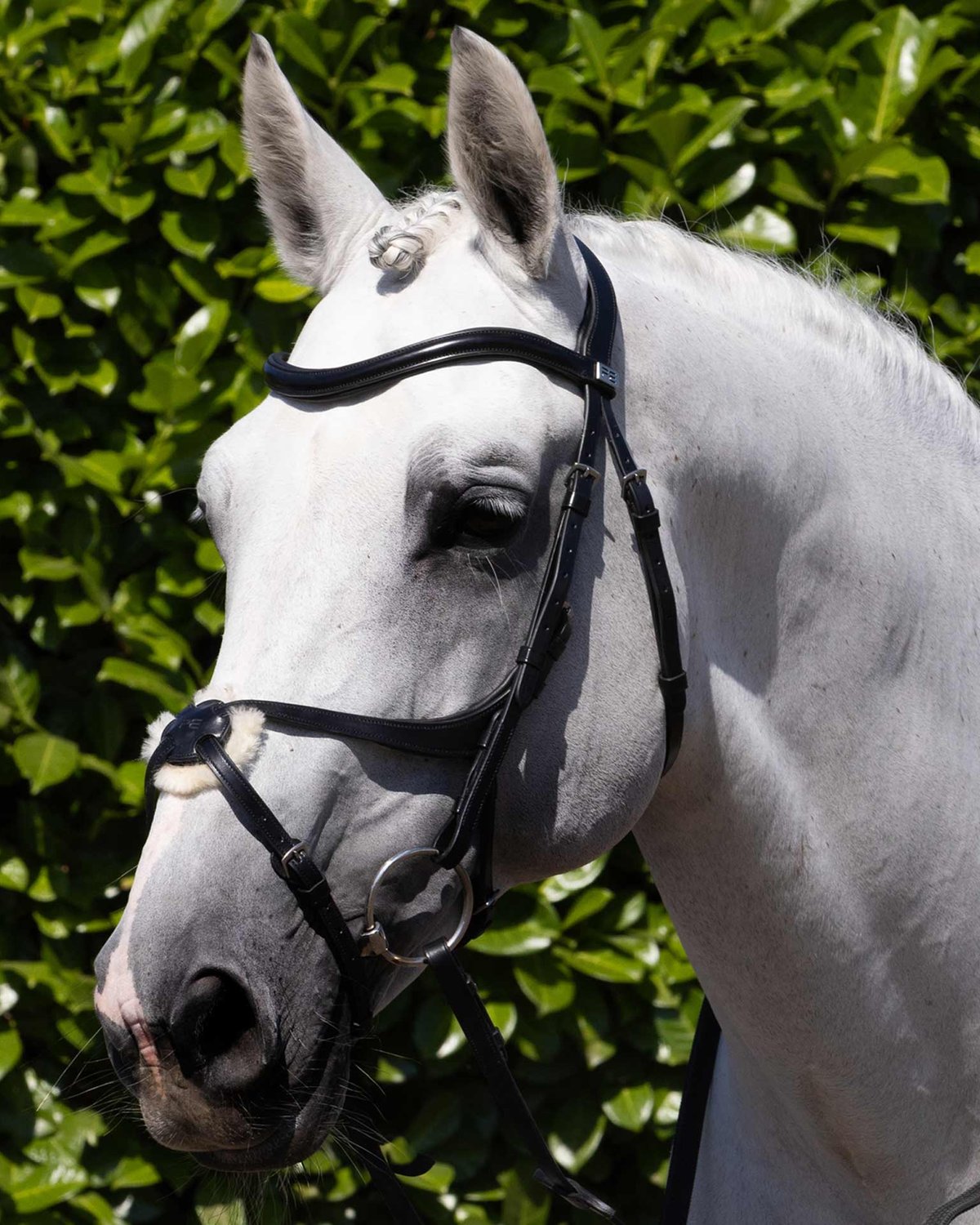 PREMIER EQUINE GLORIOSO Grackle Bridle Black - Italian Leather Horse Bridle | Equiflair