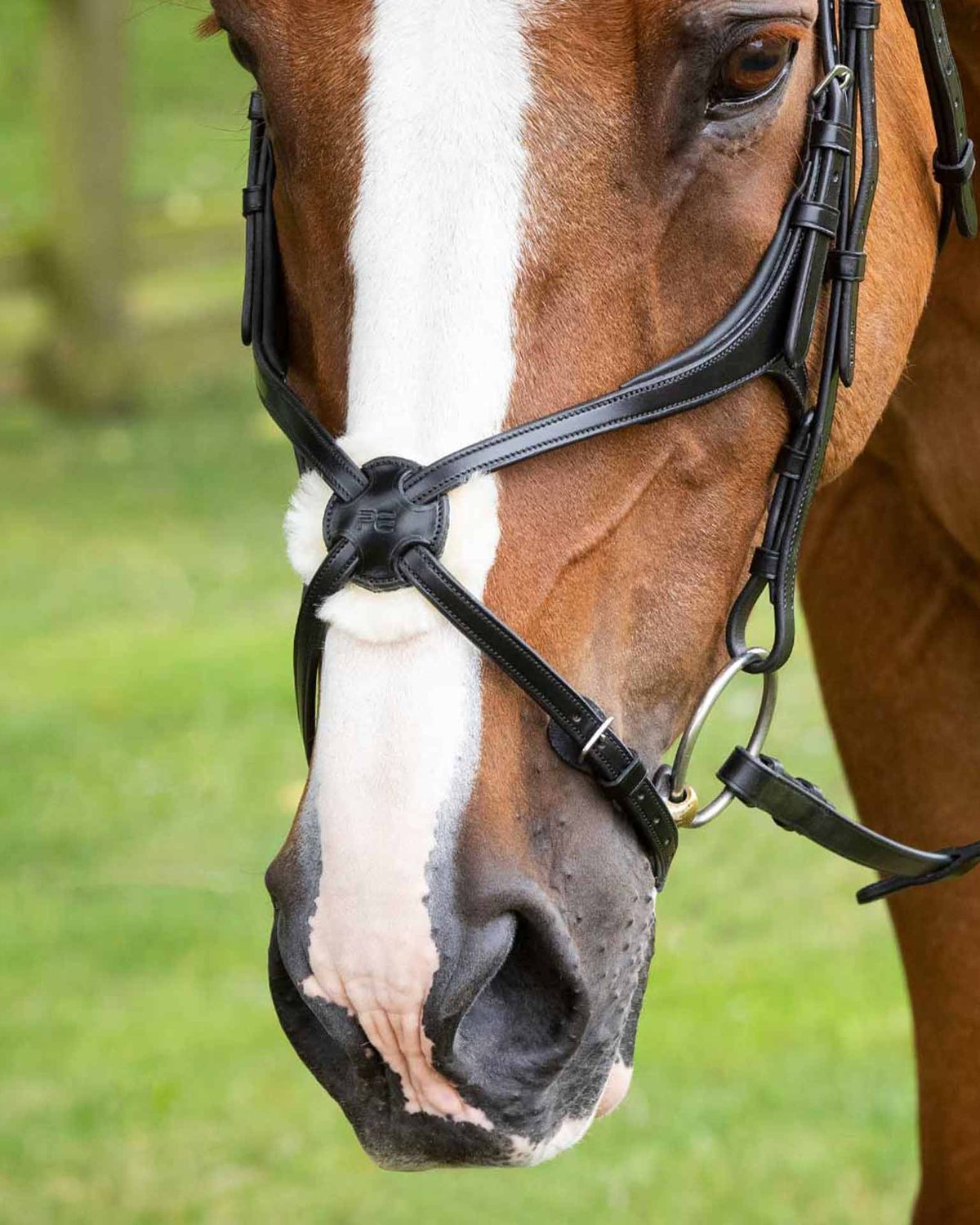 Premier Equine Glorioso Mexican Grackle Noseband Black - Italian Leather Horse Riding Equipment