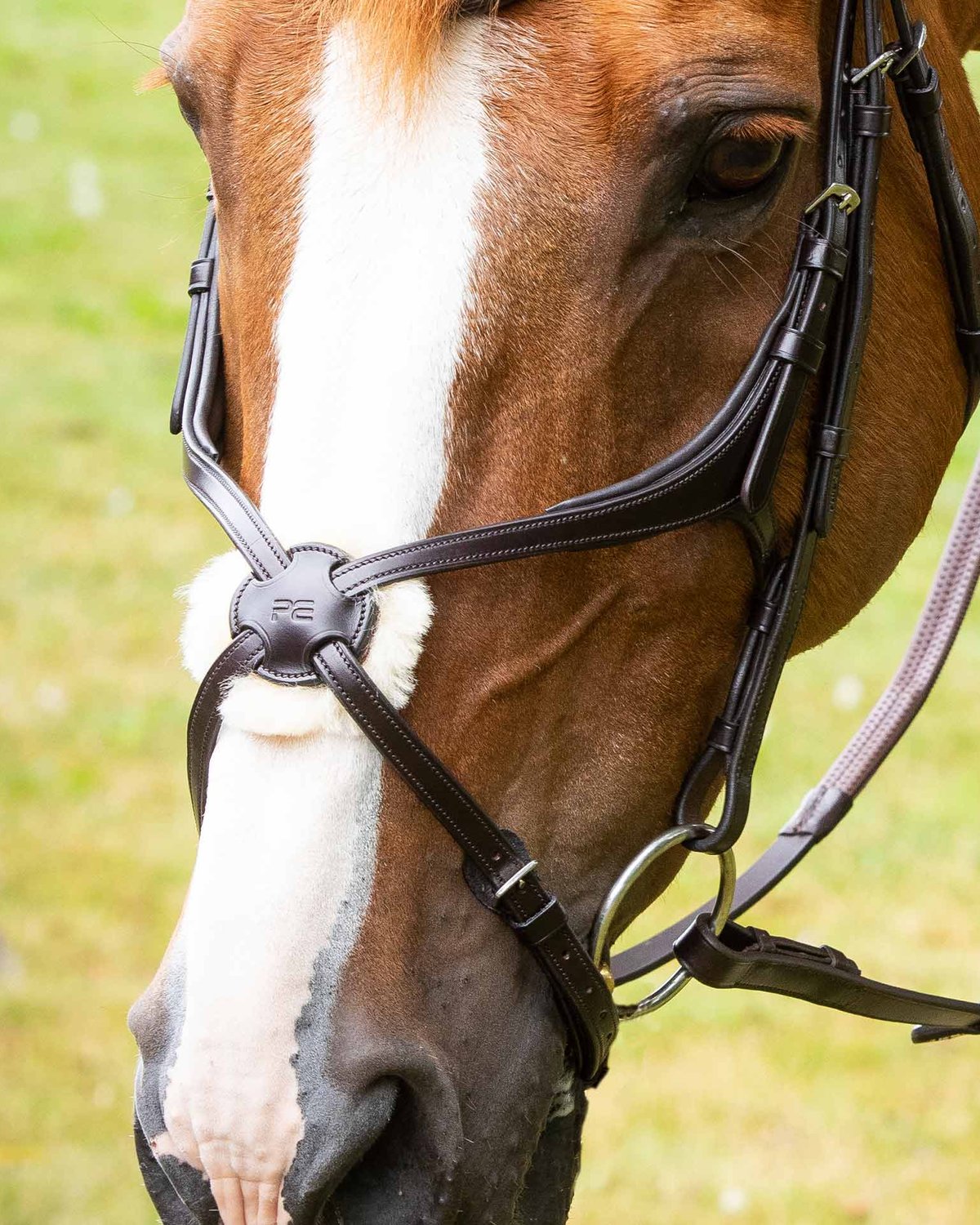 Premier Equine Glorioso Grackle Noseband on Horse: Brown Italian Leather Bridle with Merino Wool Pad
