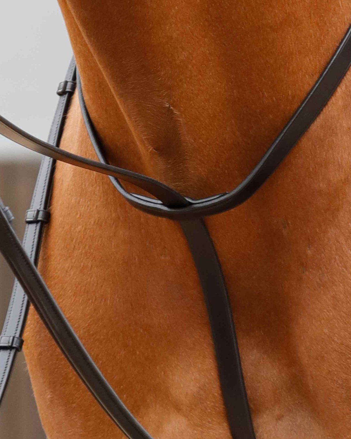 Premier Equine Gressan Standing Martingale Black