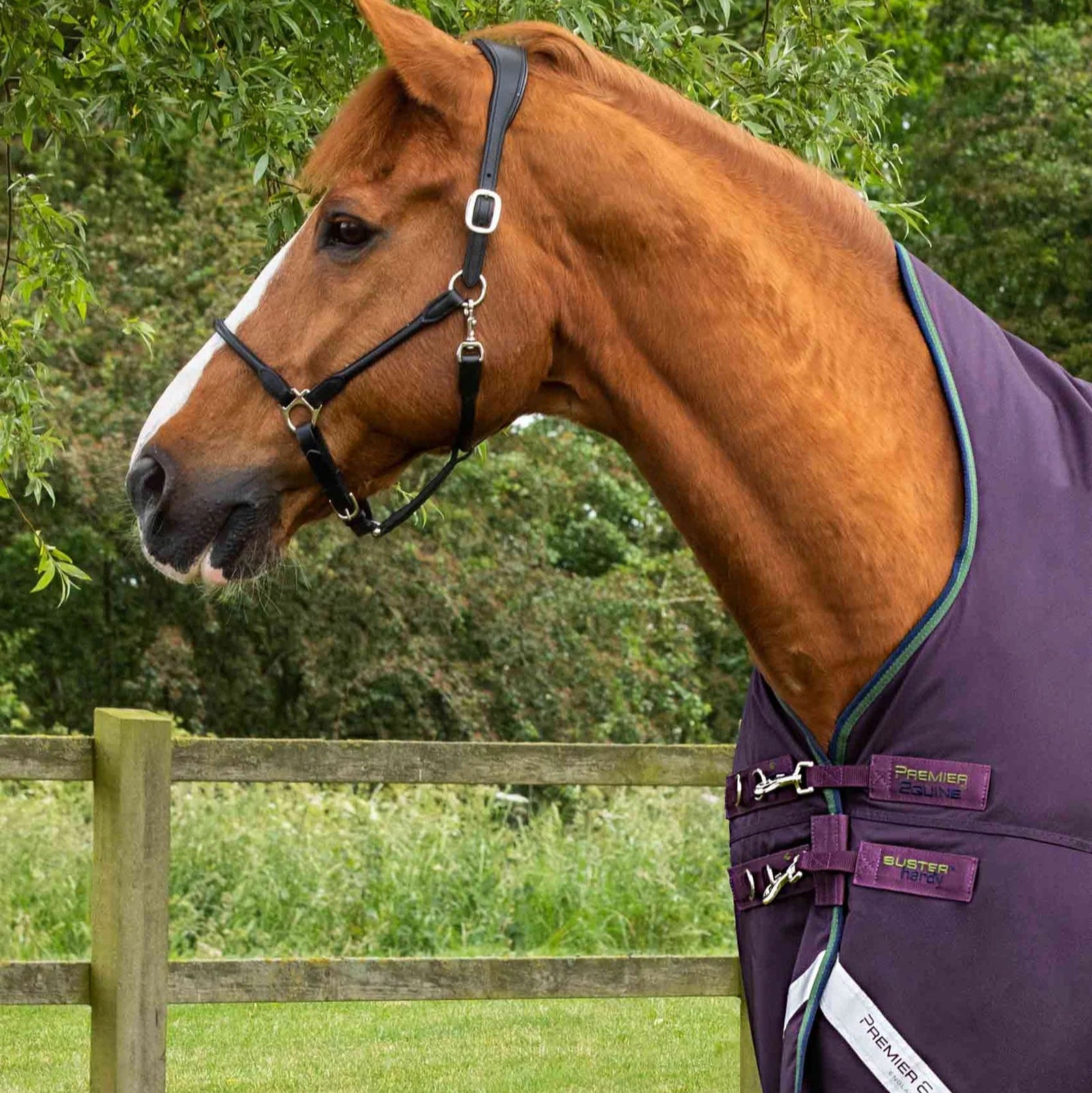 Premier Equine Buster Hardy 100g Half Neck Turnout Rug Purple