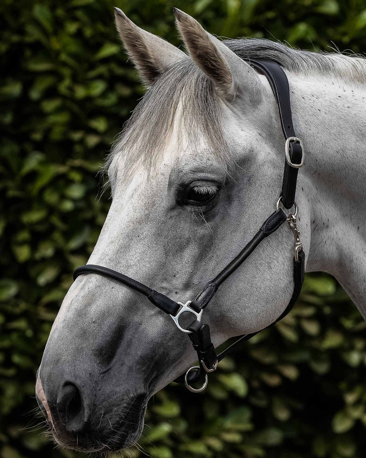 PREMIER EQUINE Hennaroso Black Leather Headcollar: Rolled, Anatomical Horse Halter