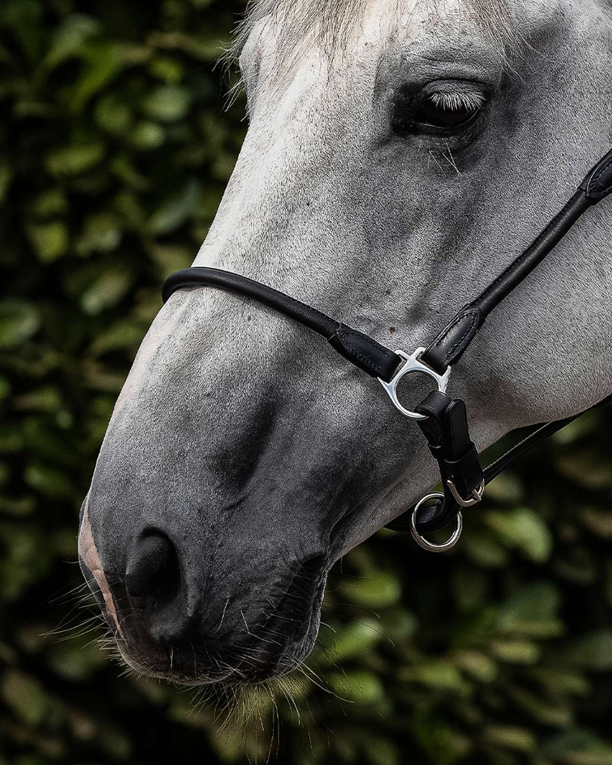 Premier Equine Hennaroso Rolled Anatomic Leather Head Collar Black