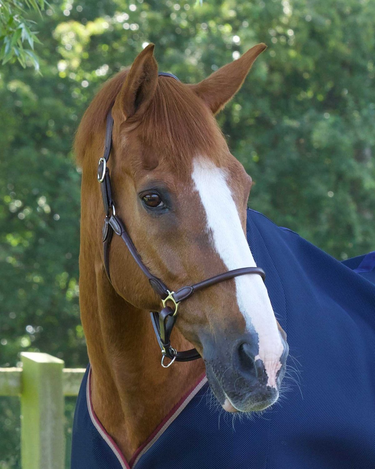 Premier Equine Hennaroso Rolled Anatomic Leather Head Collar Brown