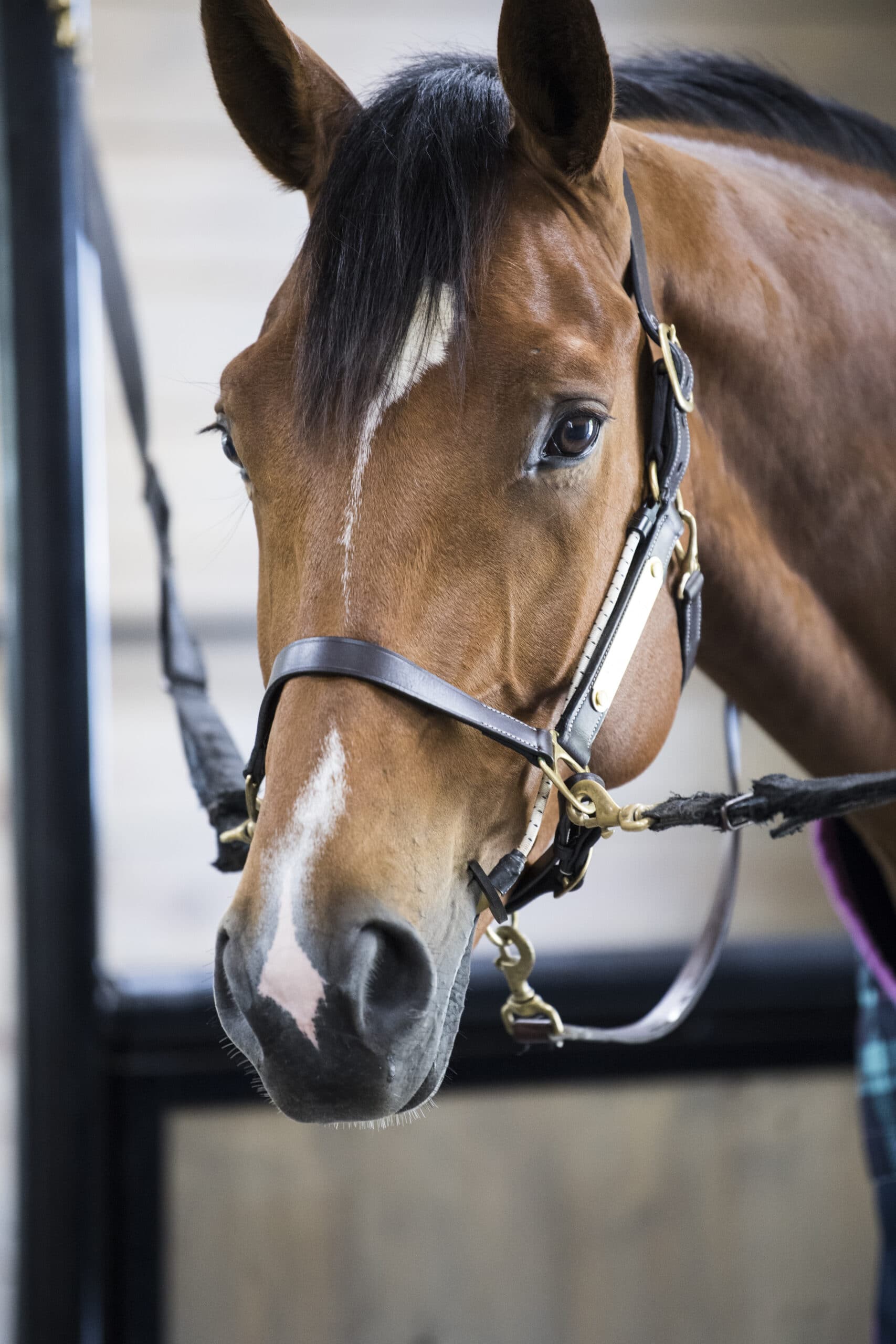 Handsome chestnut horse with a halter - The THINLINE BUSY BUDDY HORSE CALMER is available at Equiflair!