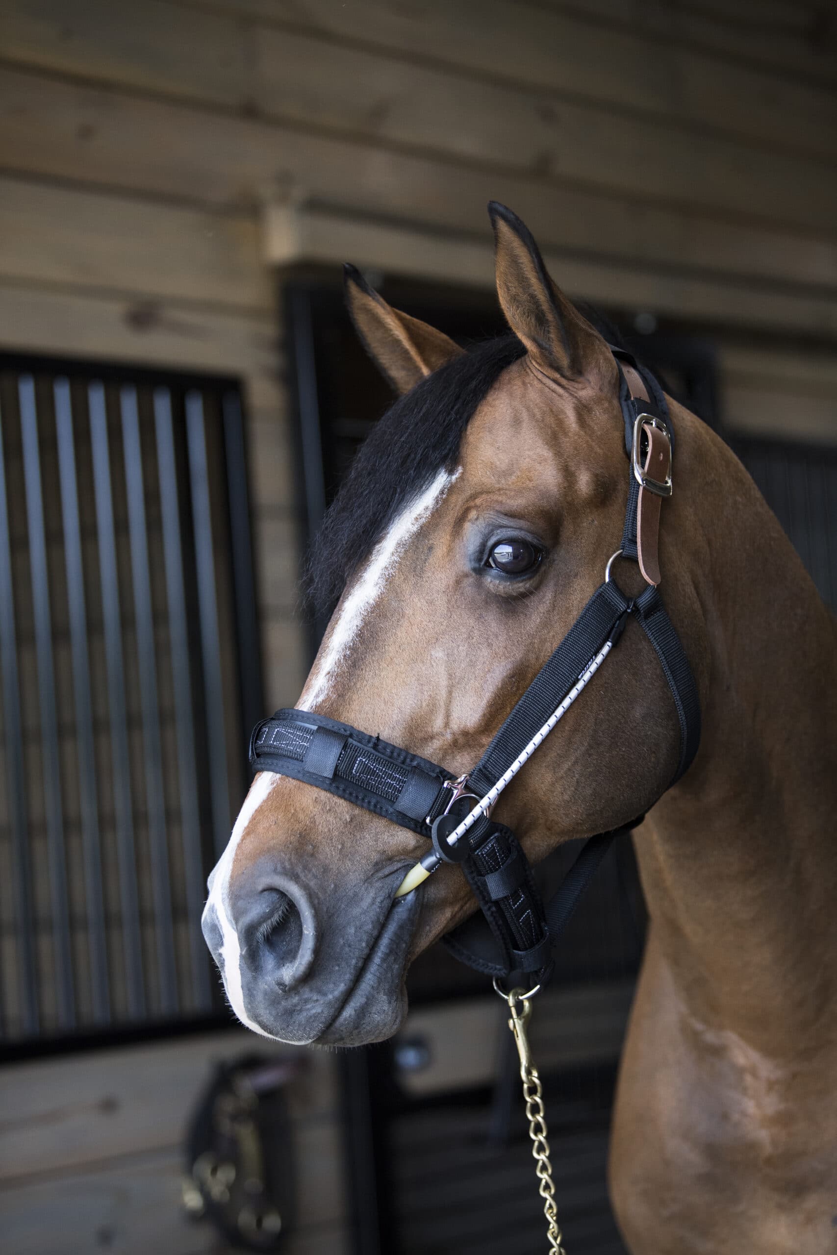 ThinLine Busy Buddy Horse Calmer: Relaxed brown horse wearing calming aid in stable, promotes drug-free equine relaxation.