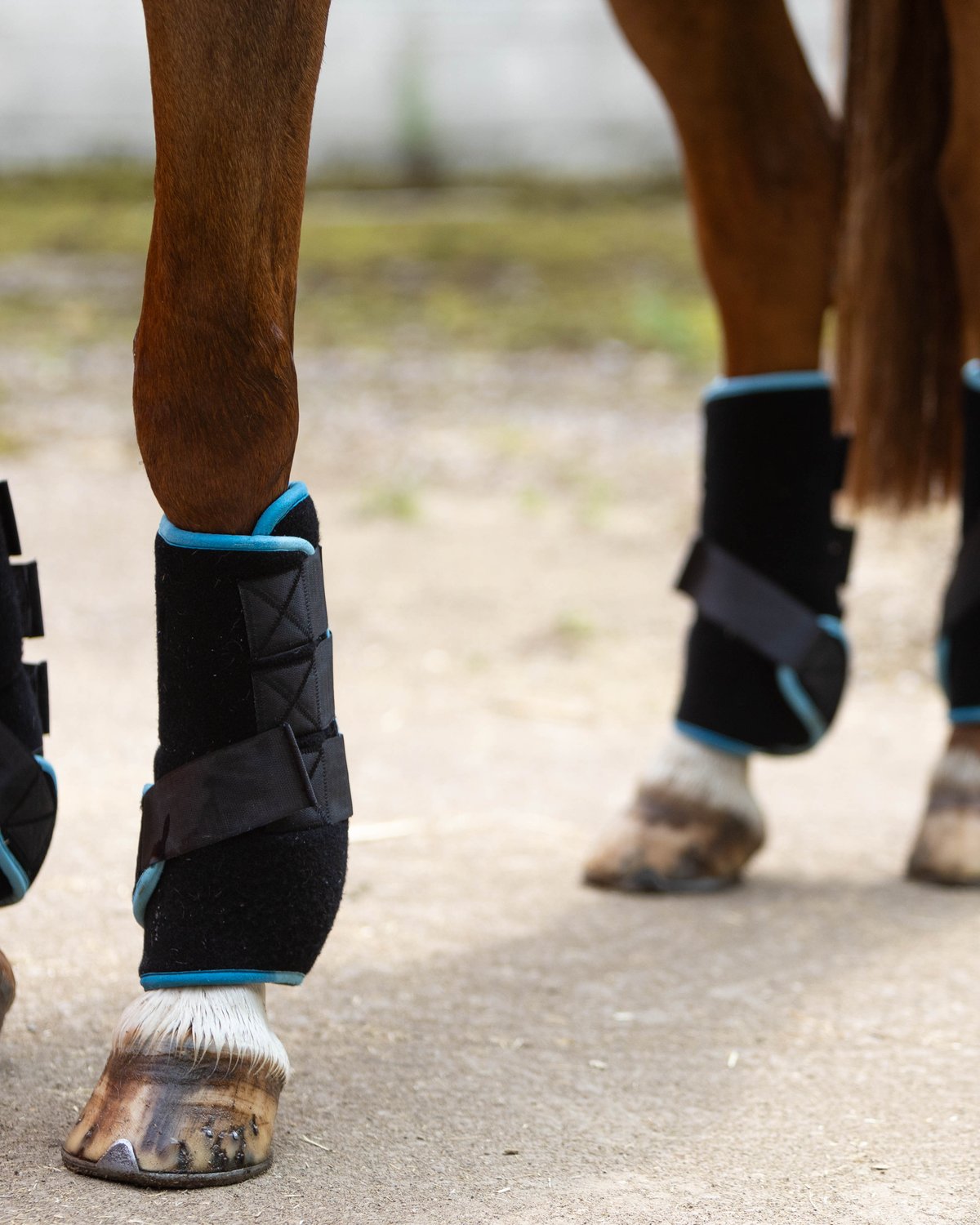 Woof Wear Polar Ice Boots - Black and Turquoise Horse Leg Recovery Support