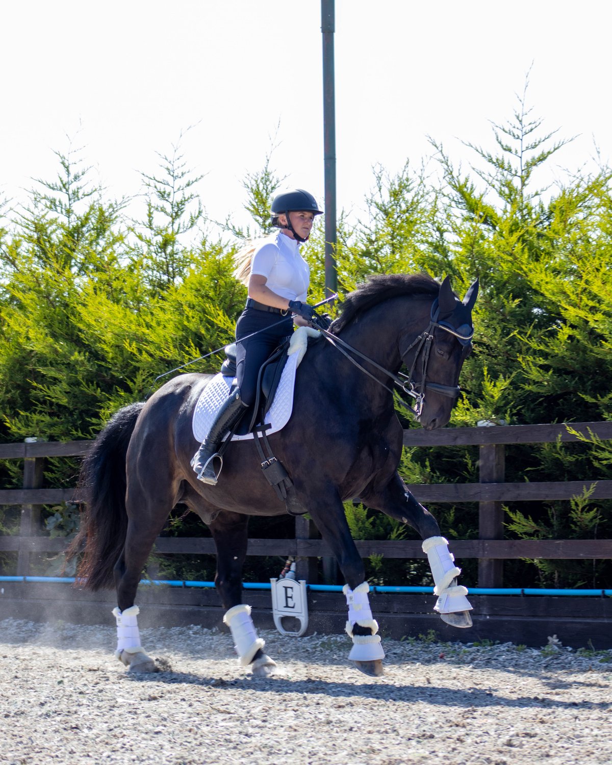 Equestrian Dressage: Rider & Horse with WOOF WEAR VISION ELEGANCE BRUSHING BOOT WHITE. Horse Riding.