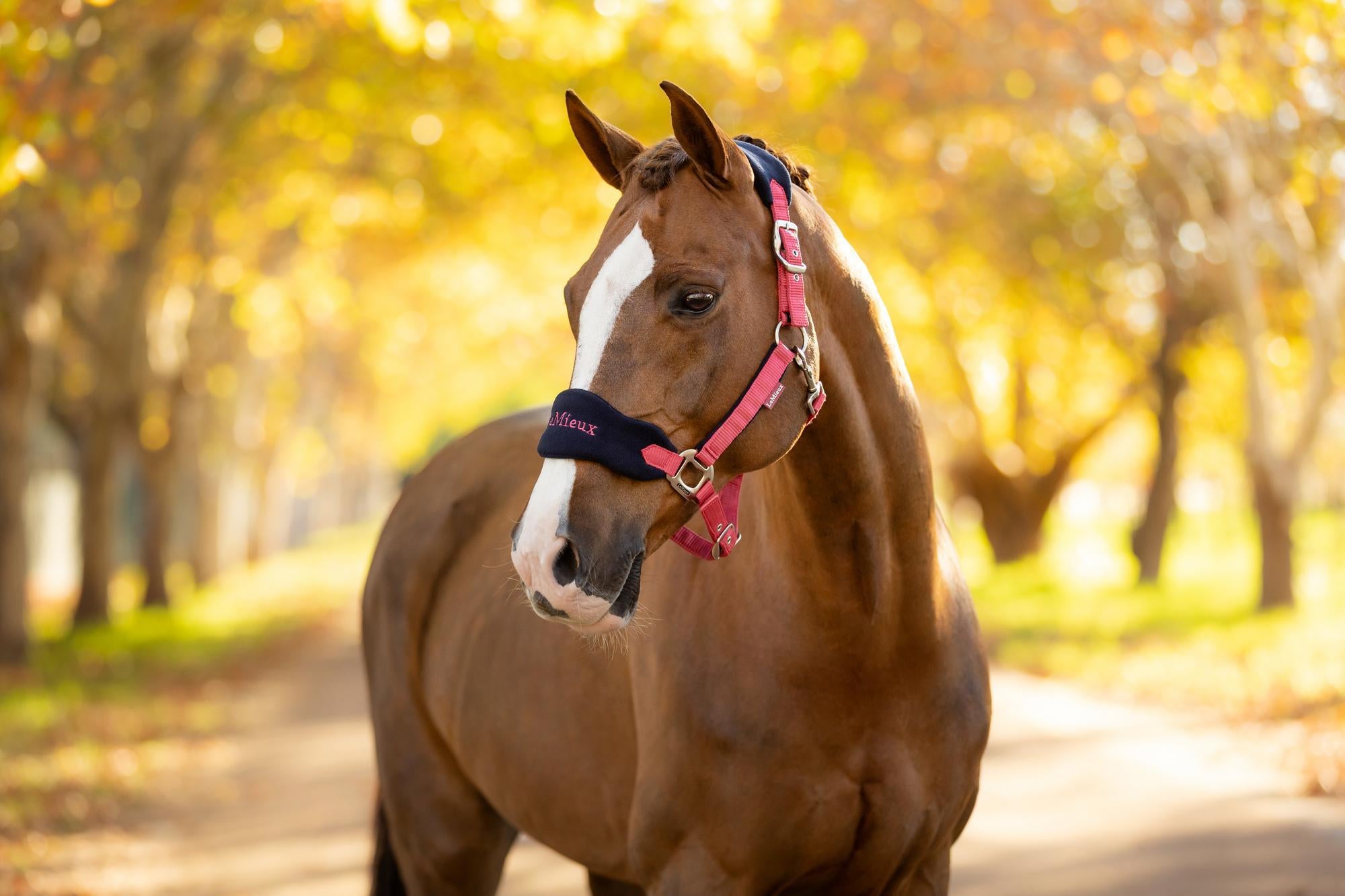 LeMieux Vogue Headcollar & Leadrope Cranberry