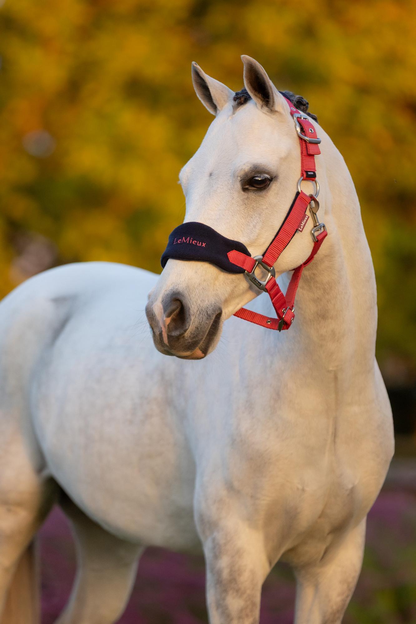 LeMieux Vogue Headcollar & Leadrope Cranberry