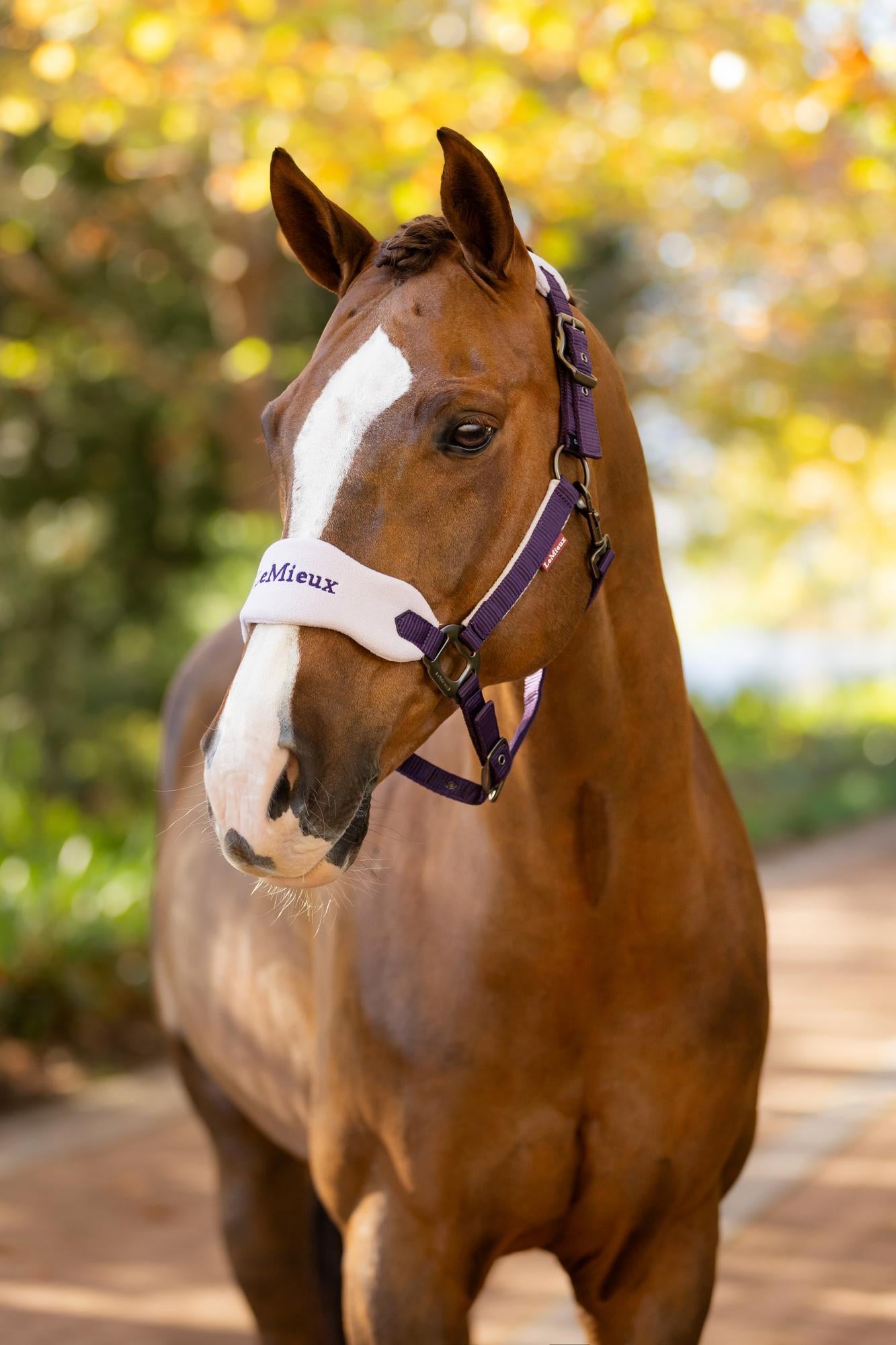 LeMieux Vogue Headcollar & Leadrope Juniper