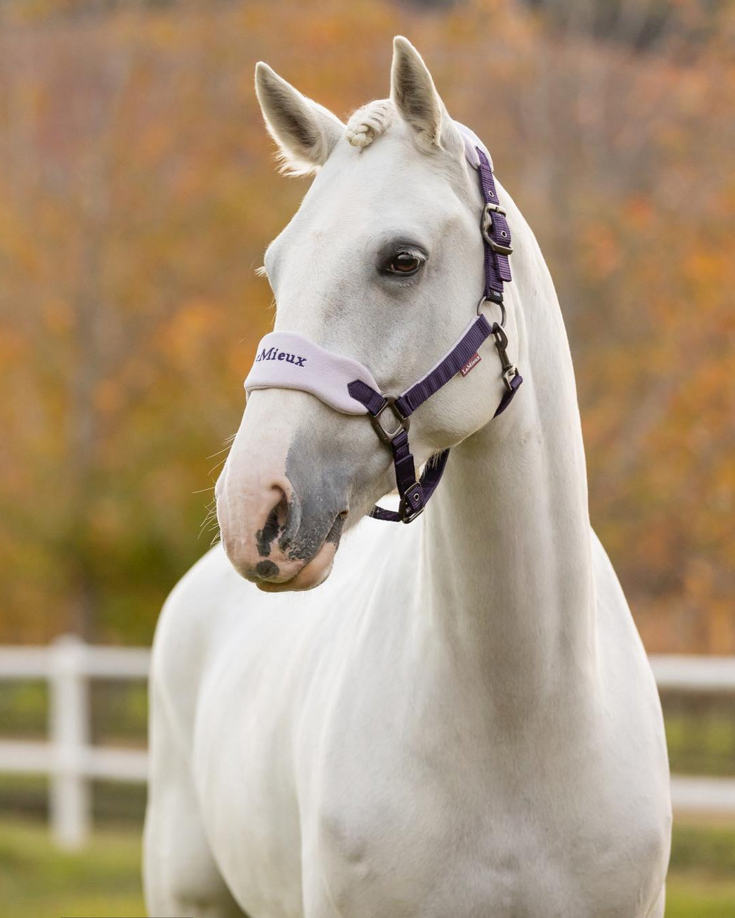 LeMieux Vogue Headcollar & Leadrope Juniper