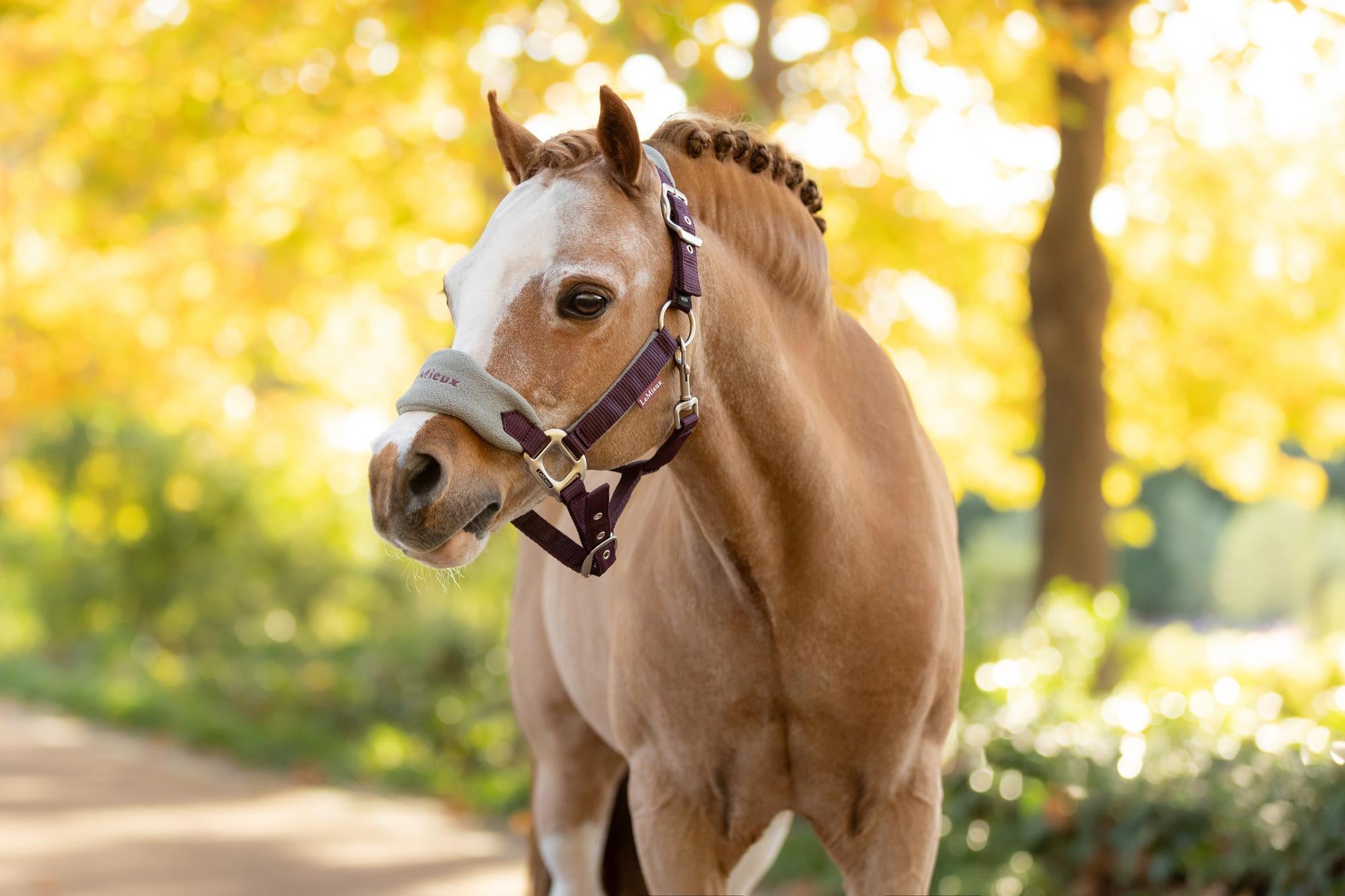 LeMieux Vogue Headcollar & Leadrope Damson