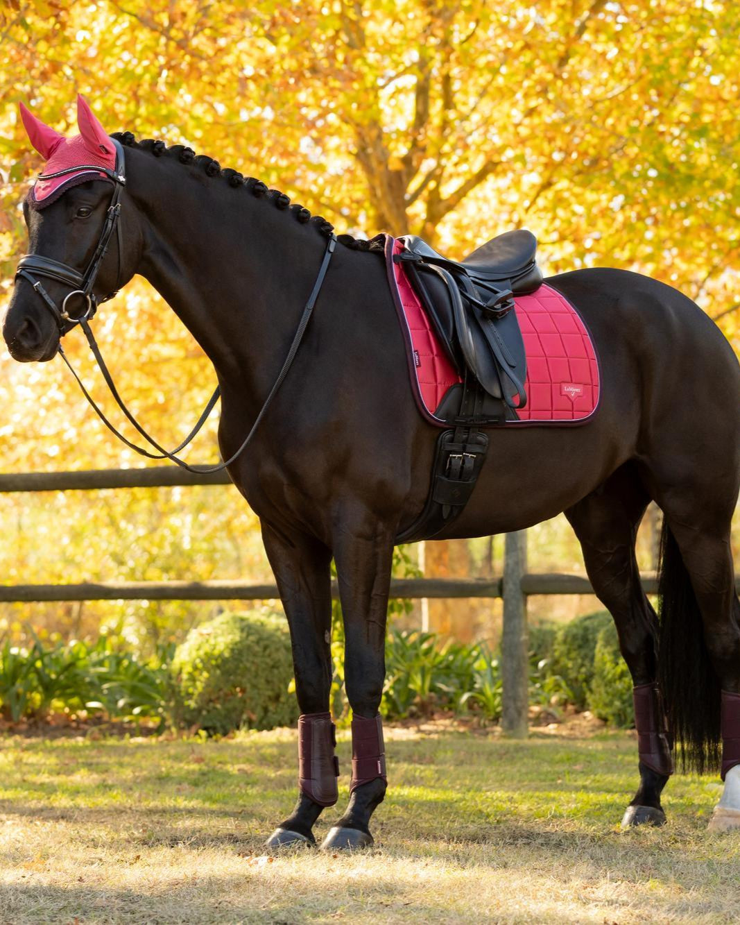 LeMieux Loire Classic Dressage Square Cranberry