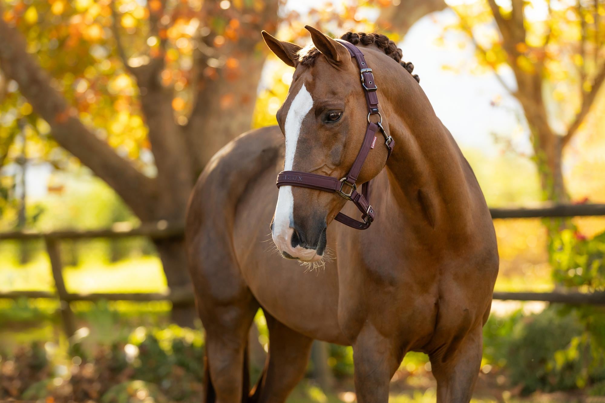 LeMieux Essence Headcollar Damson