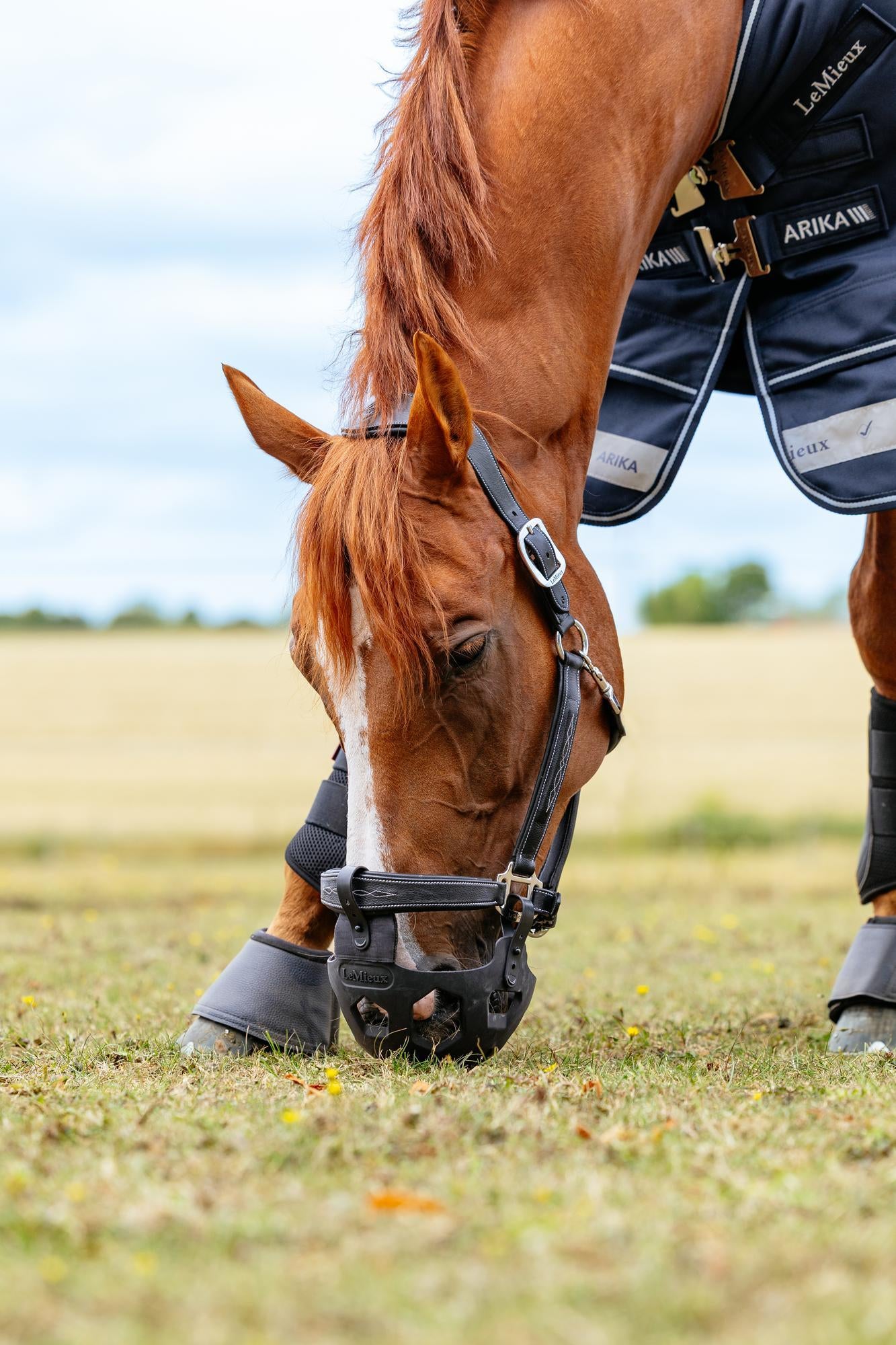 Horse Wearing LEMIEUX NOMA Grazing Muzzle - Black. Limits Grazing While Allowing Drinking and Breathing