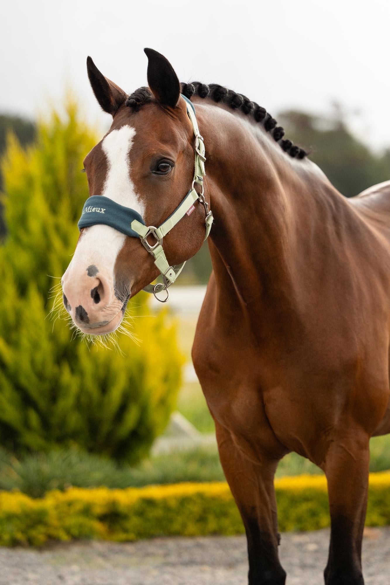 LeMieux Vogue Headcollar & Leadrope Macaron