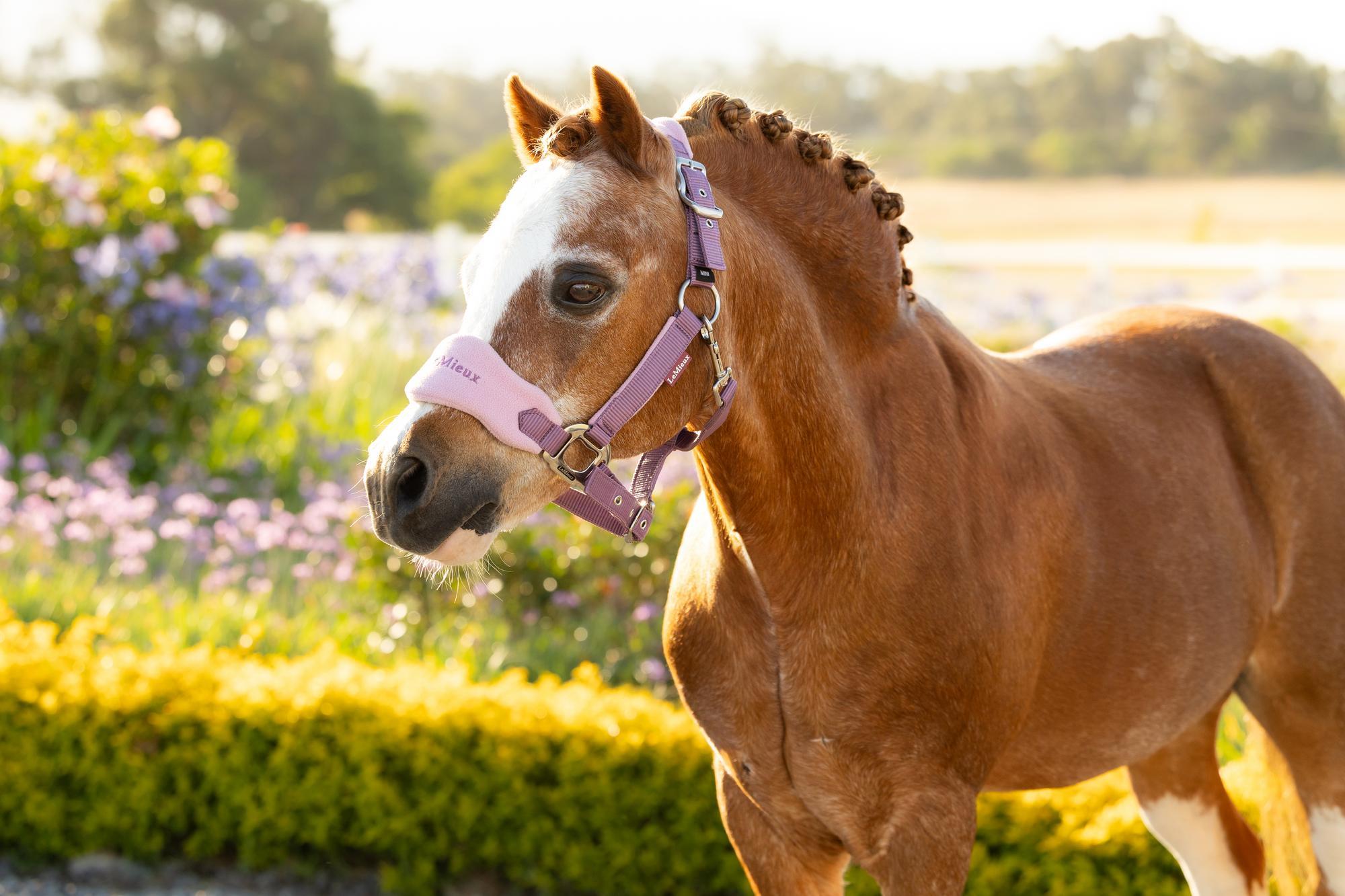LeMieux Mini Vogue Headcollar & Leadrope Mallow