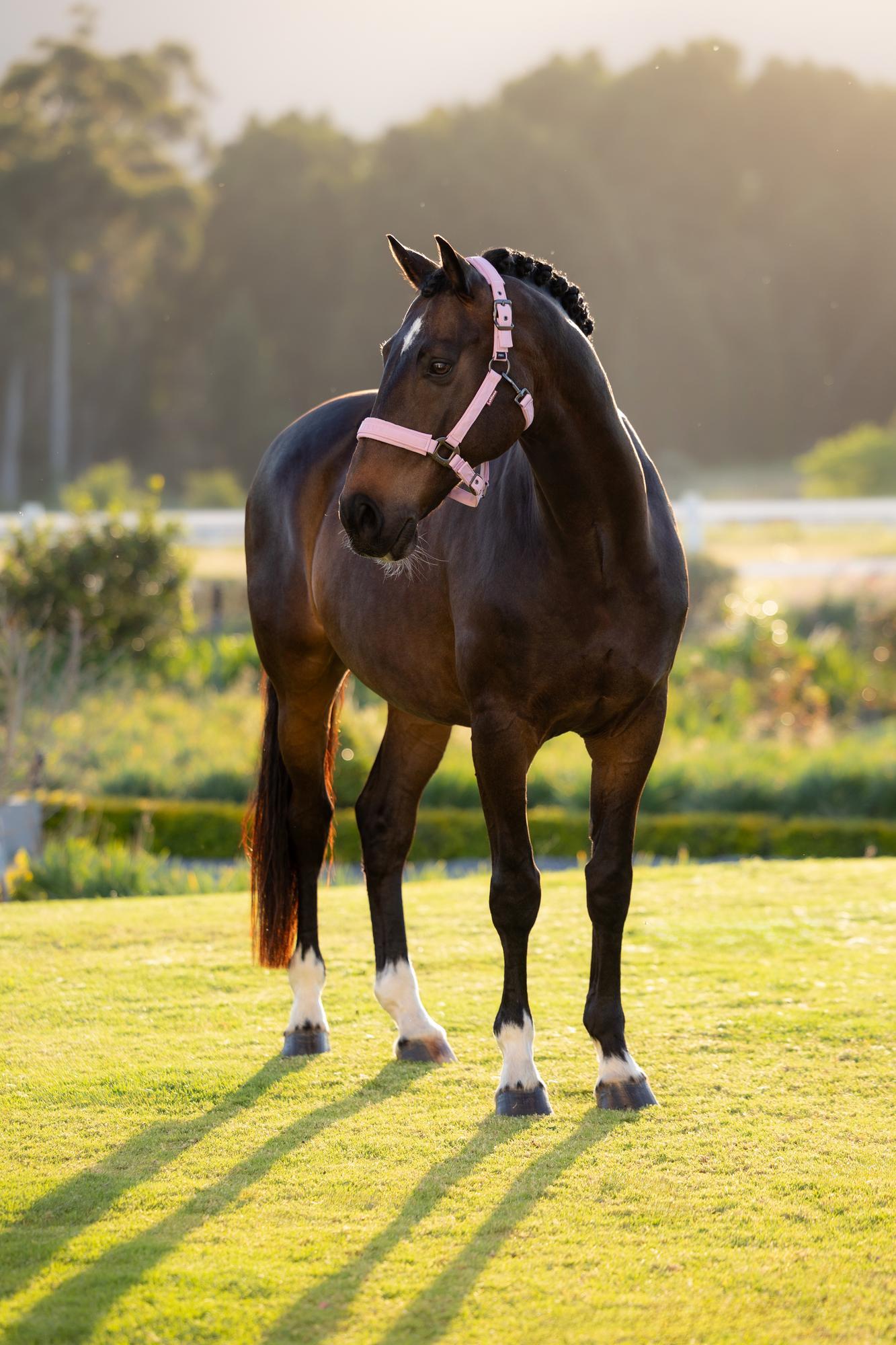 LeMieux Essence Headcollar Fondant