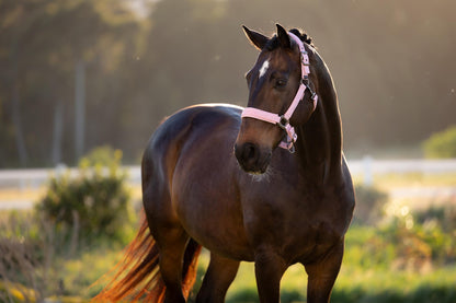 LeMieux Essence Headcollar Fondant