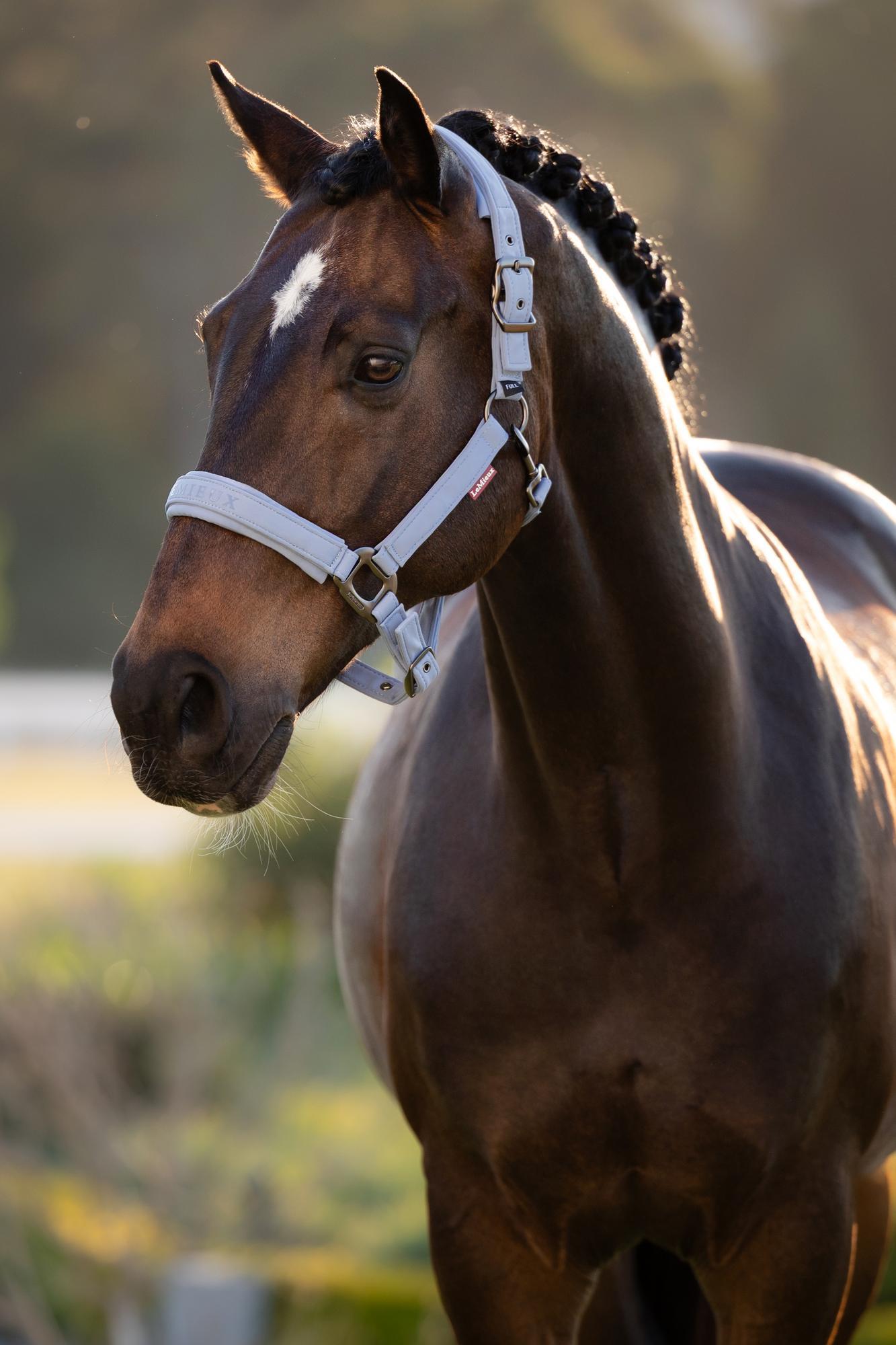 LeMieux Essence Headcollar Powder Blue | Equiflair