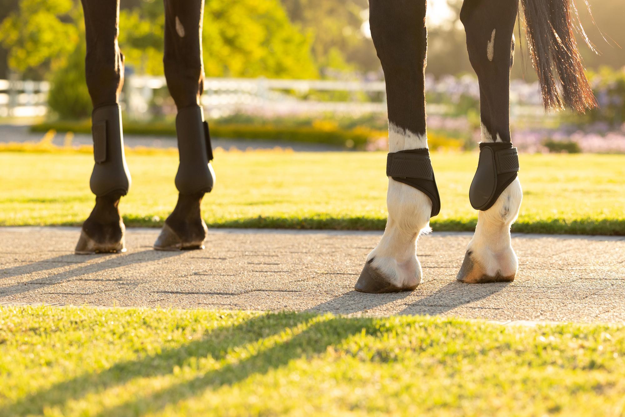LeMieux Arika Tendon Boot Black | Equiflair