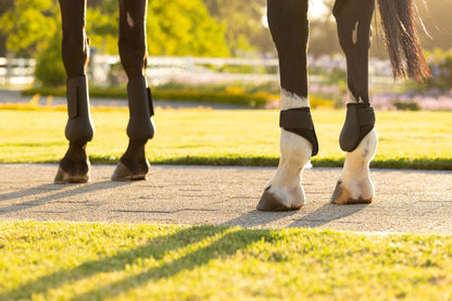 LeMieux Arika Fetlock Boot Black | Equiflair
