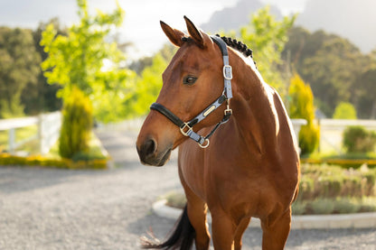 LeMieux Capella Headcollar Powder Blue