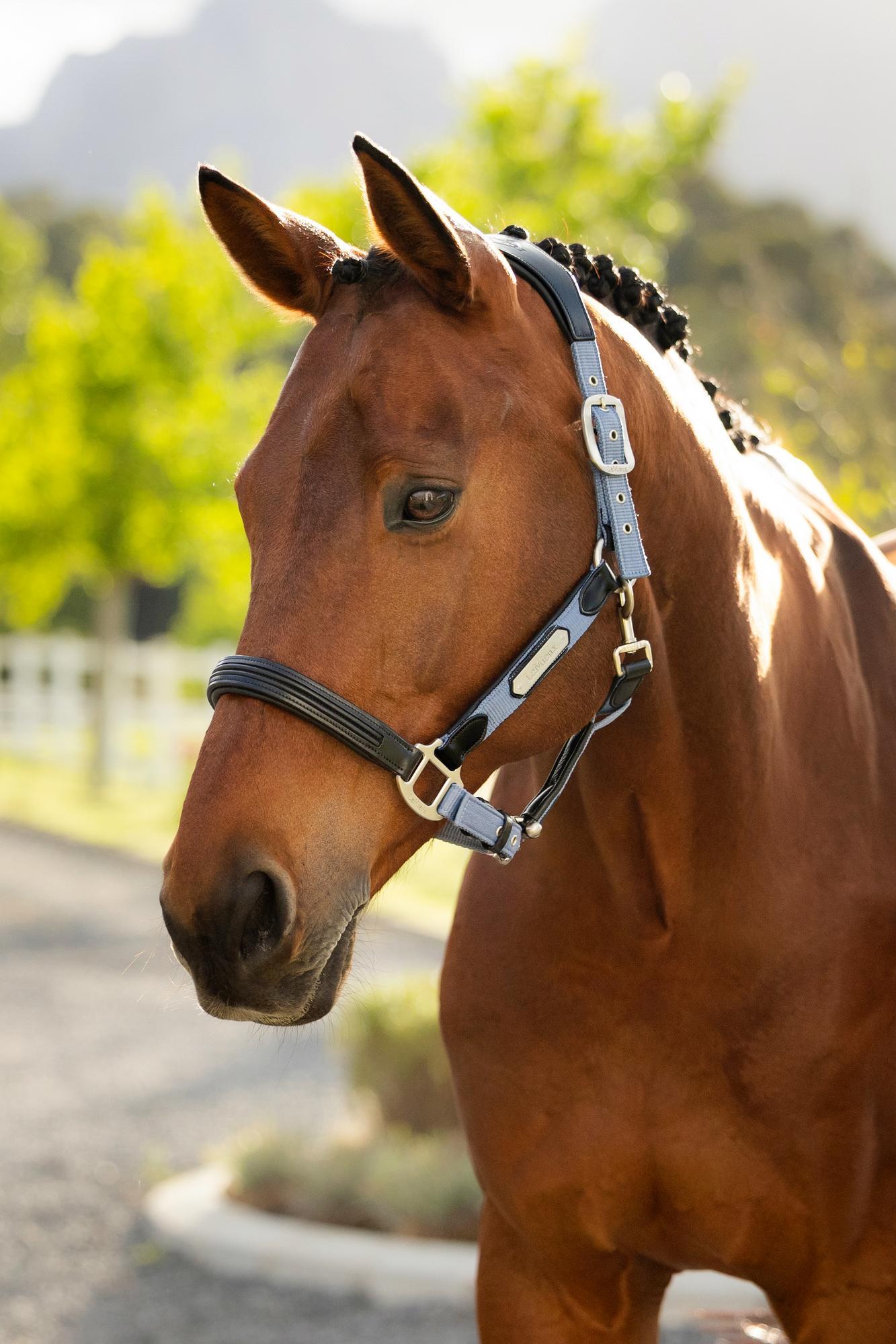 LeMieux Capella Headcollar Powder Blue