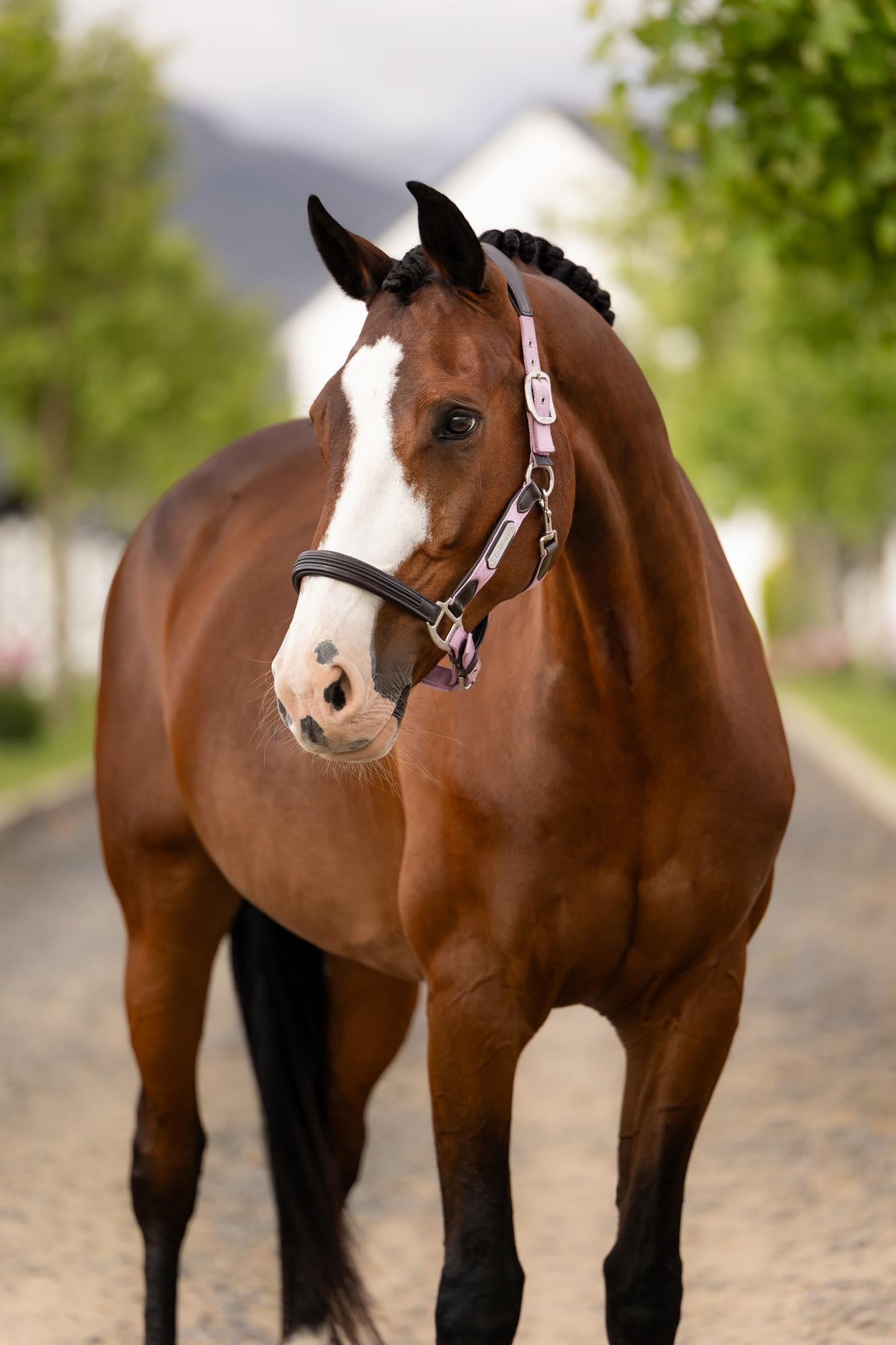 LeMieux Capella Headcollar Fondant