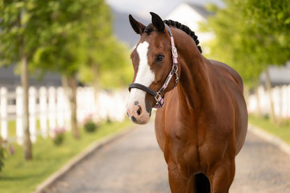 LeMieux Capella Headcollar Fondant | Equiflair