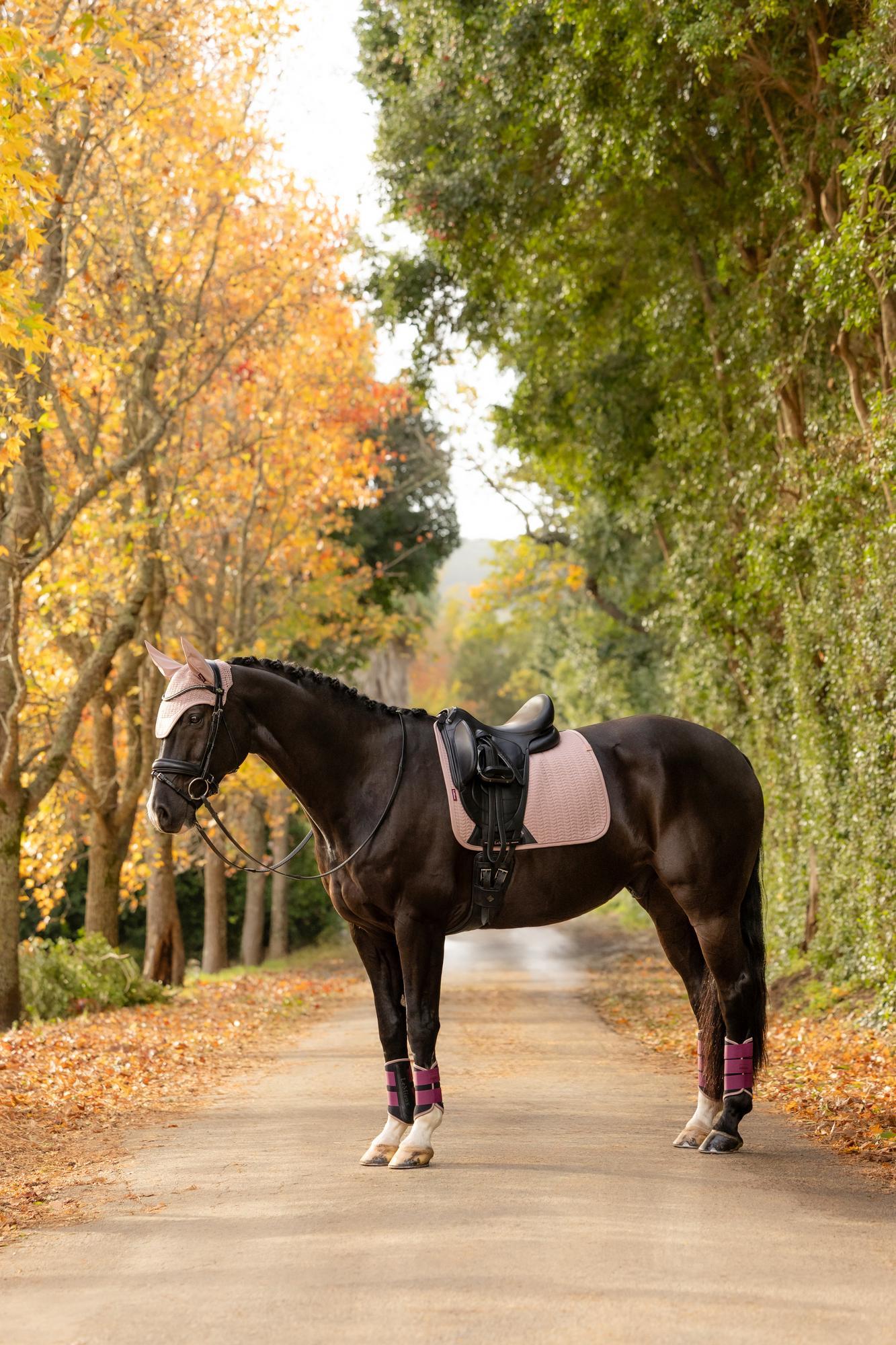 Dark horse with pink dressage saddle pad, ear bonnet, and leg wraps in autumn lane