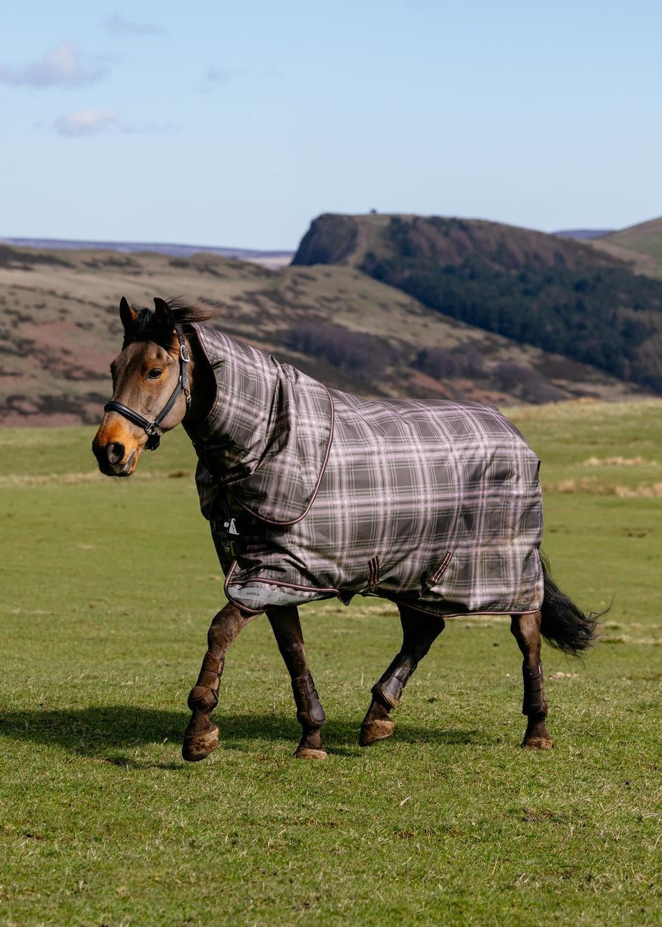 LeMieux Arika Heritage Check plaid turnout rug on horse in grassy field, rolling hills background