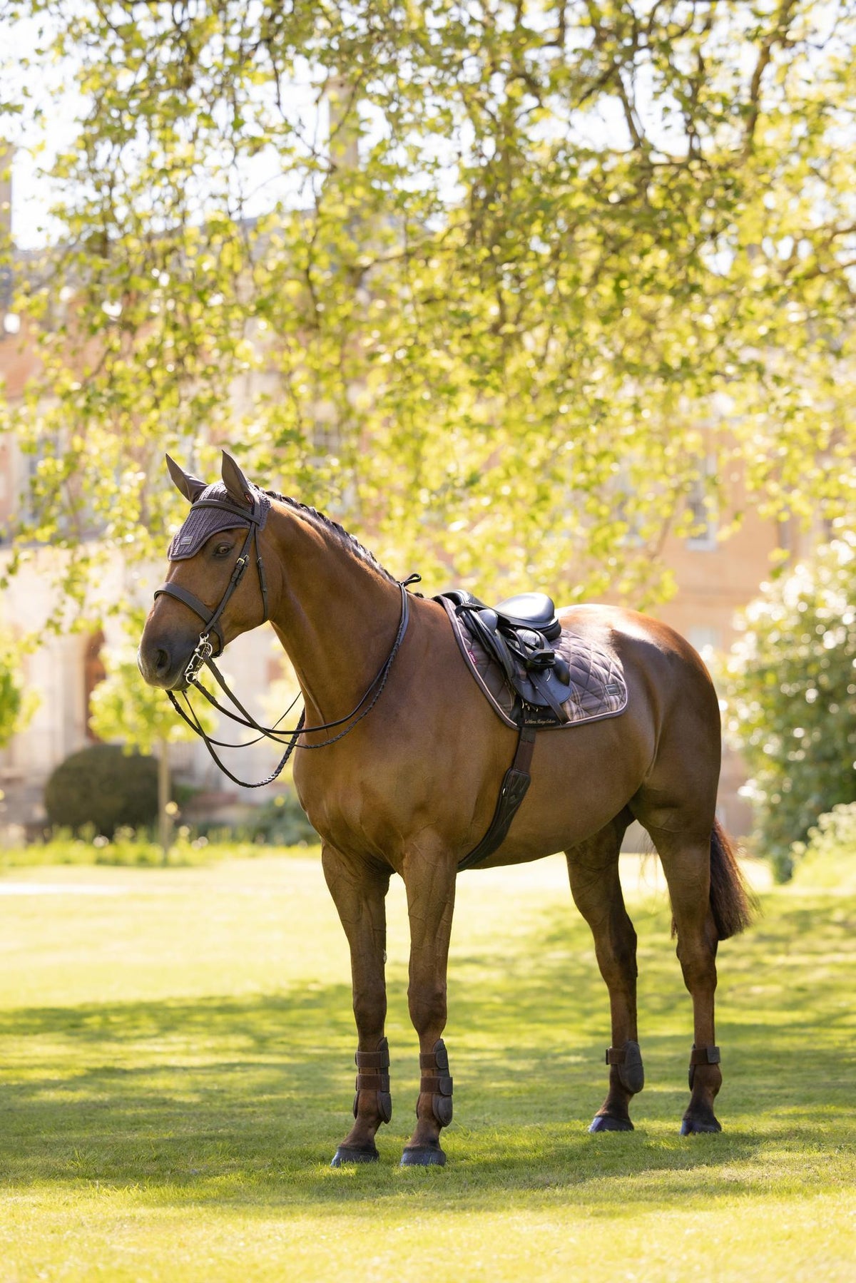 Brown horse wearing LeMieux Heritage Check Jump Square saddle pad in Cocoa on an equestrian estate