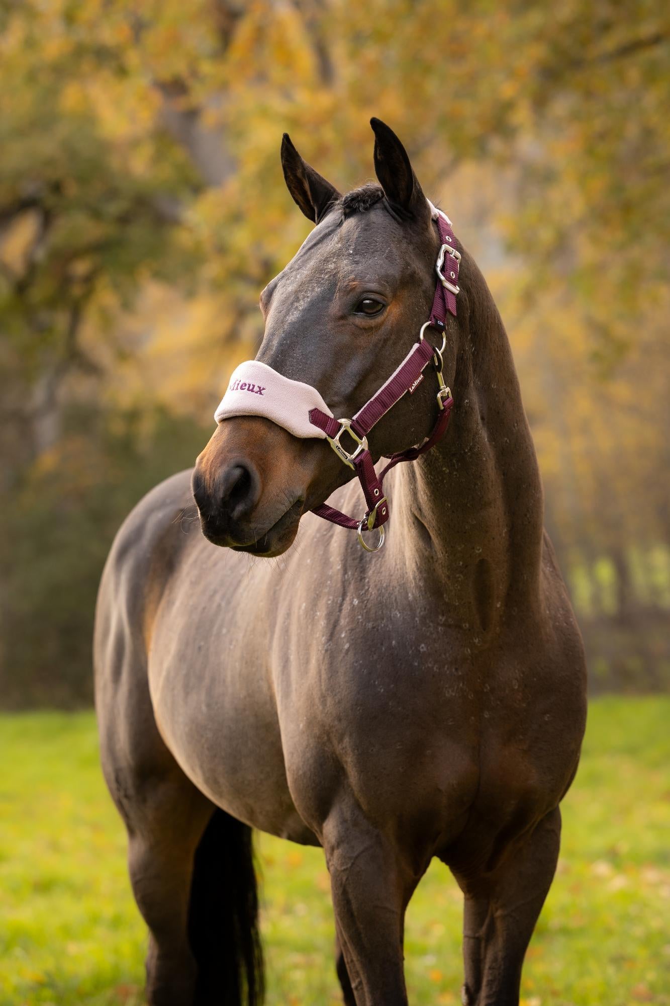 LeMieux Vogue Headcollar & Leadrope Blackberry