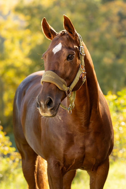 Chestnut horse wearing LeMieux Vogue Gooseberry headcollar and leadrope outdoors