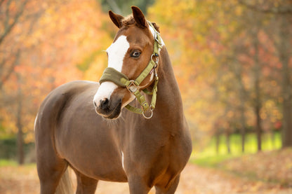 LeMieux Vogue Headcollar & Leadrope Gooseberry