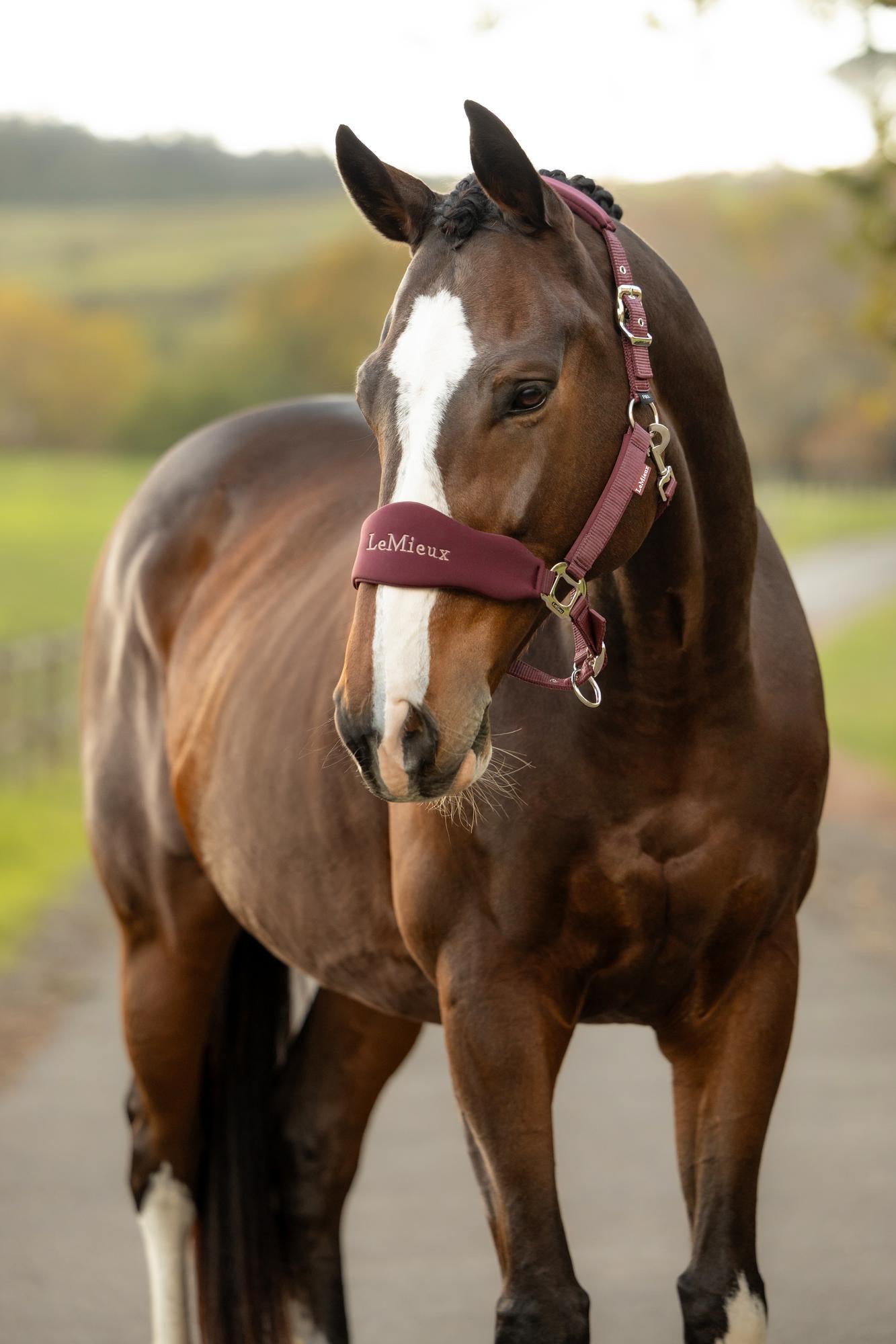 LeMieux Breakaway Vogue headcollar Bramble on brown horse