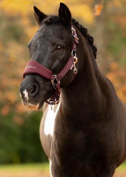 Black horse wearing burgundy LeMieux breakaway headcollar and leadrope, Equiflair