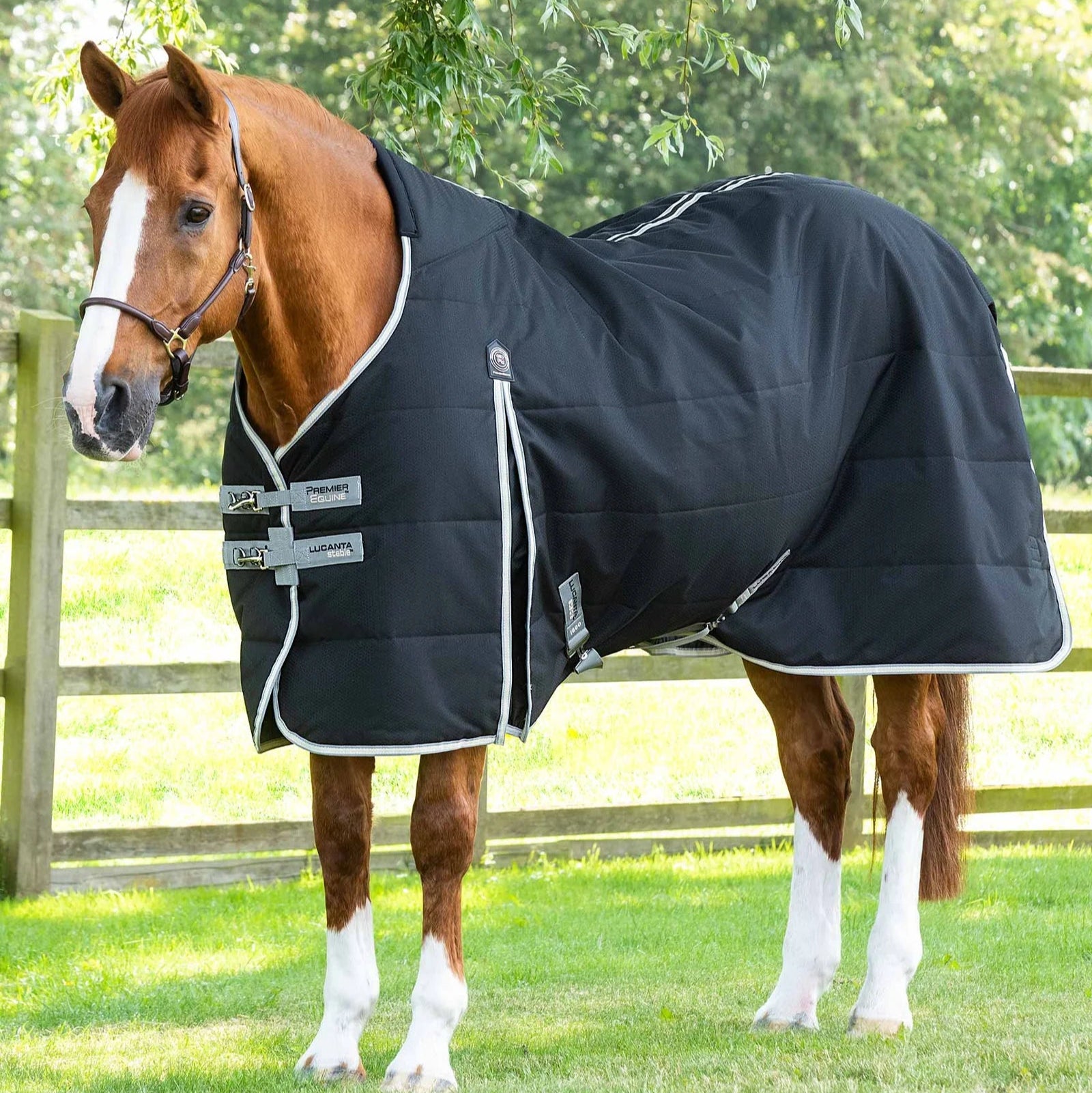 Chestnut Horse in Premier Equine Lucanta 100g Black Stable Rug. Breathable, Lightweight Horse Blanket.
