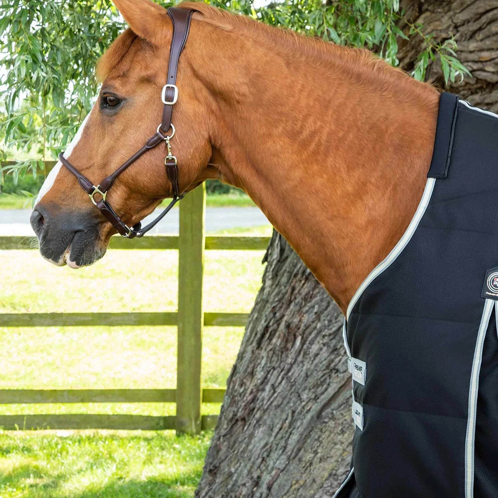 Chestnut Horse wearing Premier Equine Lucanta Black Stable Rug. Horse rug