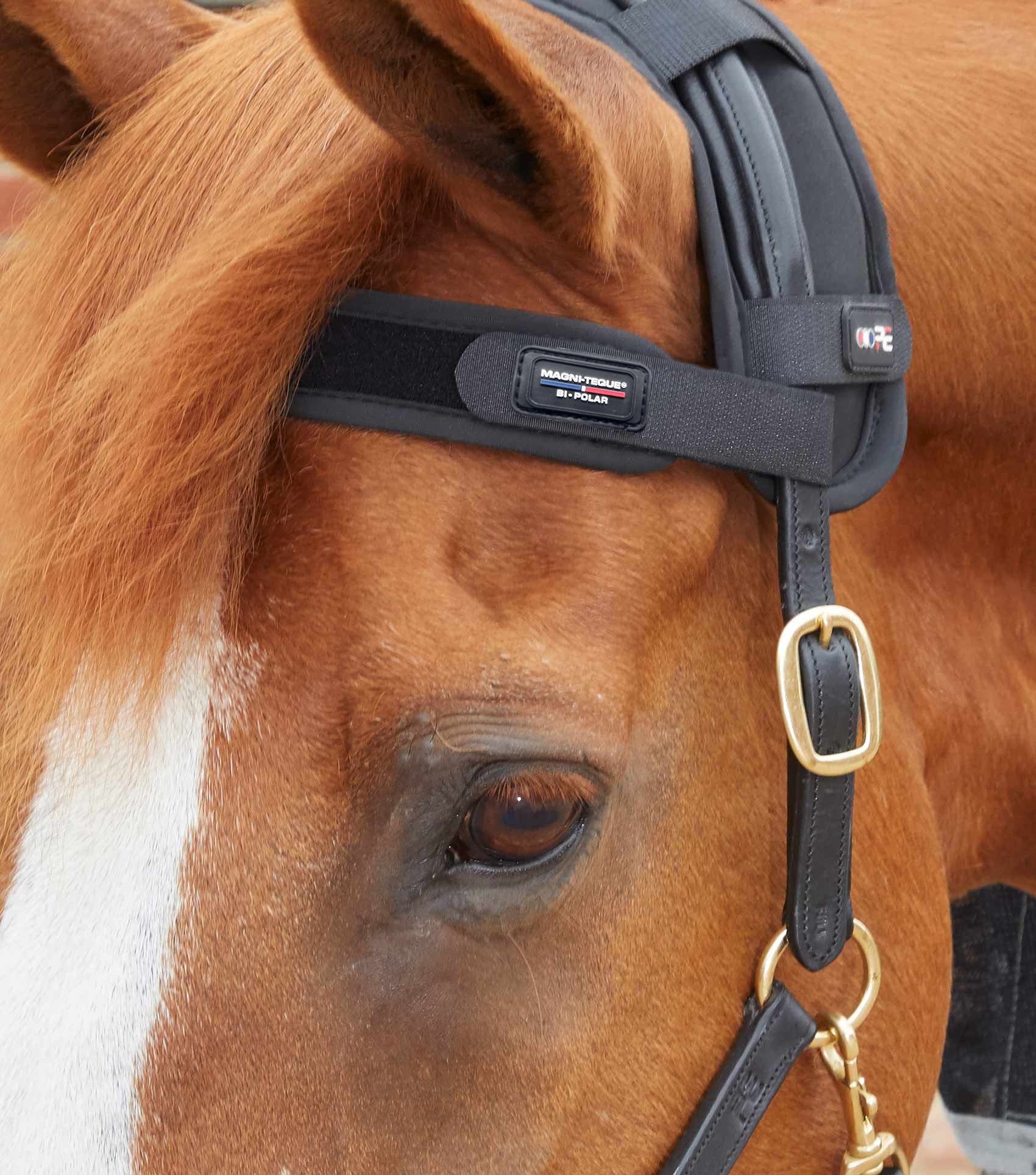 Premier Equine Magnetic Browband - Black. Relieves Stress, Perfect for Nervous Horses
